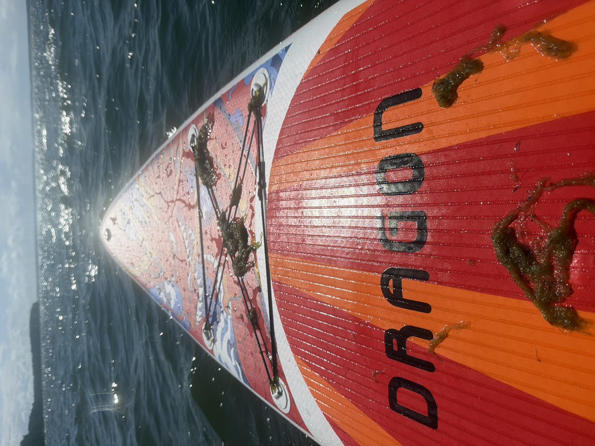 The image shows a close-up, top-down view of the front of a red and orange stand-up paddleboard on dark, choppy water. The word "DRAGON" is visible in black, bold lettering on the paddleboard, along with some red and blue graphics. There are also several clumps of green seaweed on the paddleboard, likely picked up from the water. The sun is glinting off the water's surface, creating a bright, hazy effect. The background shows a faint shoreline and a cloudy sky. The scene appears to be a sunny day on a body of water, with the paddleboard positioned in the foreground. There is no visible city of Vyazy, Russia in the image.
