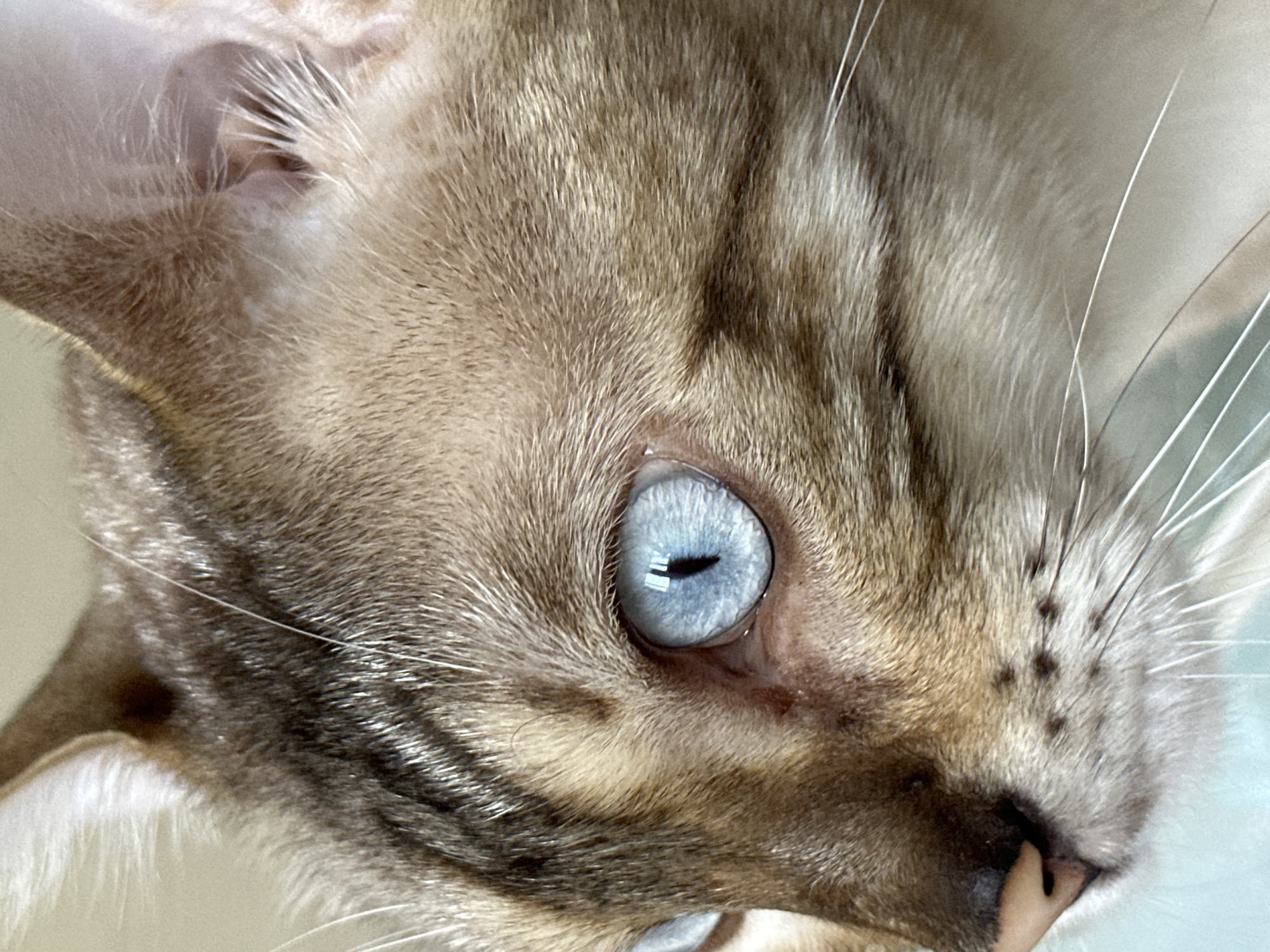A close-up, side profile shot captures a cat's face, emphasizing its striking blue eye. The cat's fur displays a marbled pattern of light brown and dark gray stripes. Its nose is pink, with dark spots dotting its muzzle, and long, white whiskers extend outwards. The background is a soft, diffused light, suggesting an indoor setting. There is no discernible location within the city of Energetik, Russia, or any human presence depicted in this image.