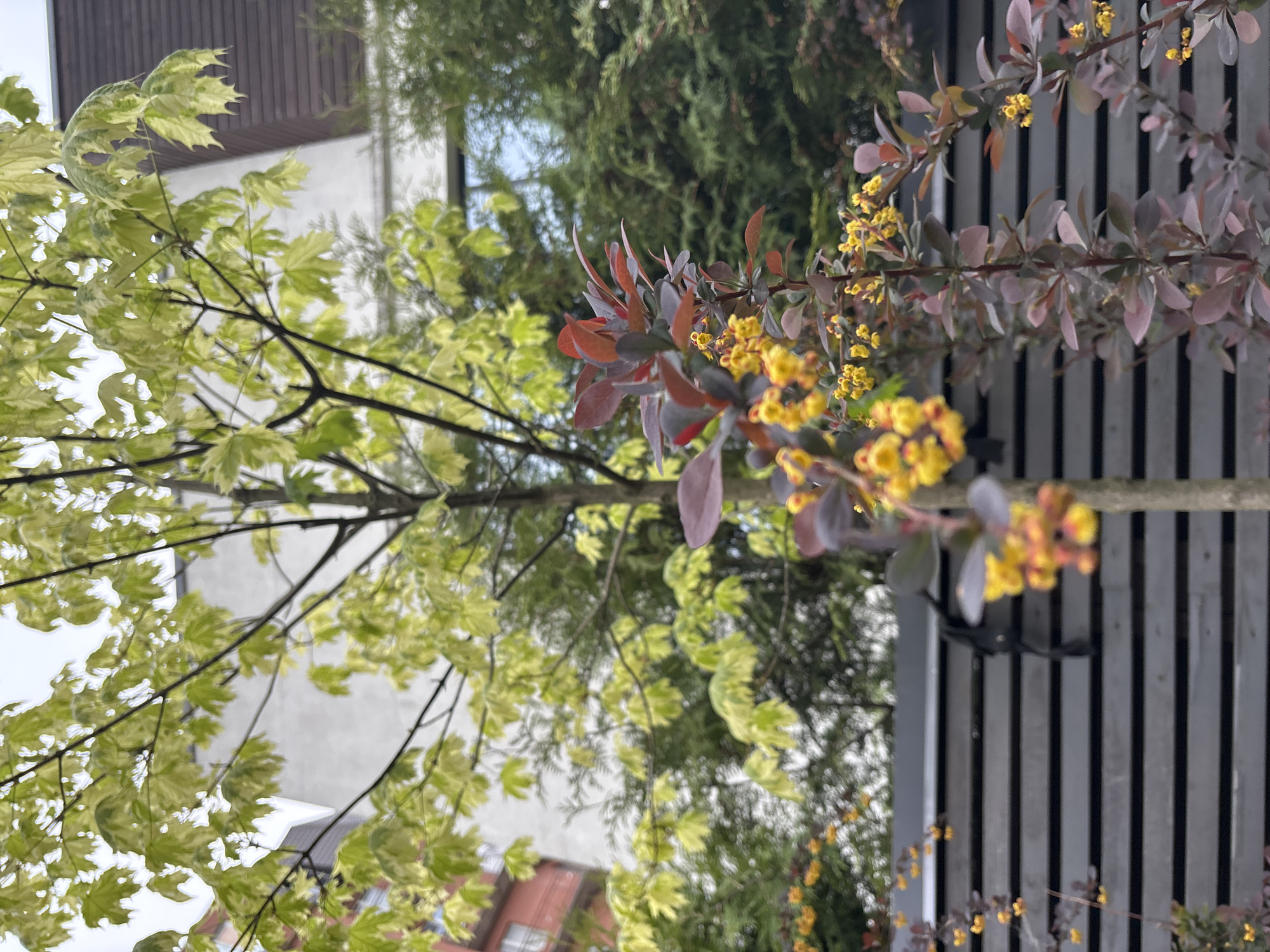 The image captures a close-up of foliage in what appears to be an urban environment. The foreground features two distinct plant types: one with variegated green and white leaves, and another with purple-tinged leaves and small yellow flowers. A gray, slatted fence provides a backdrop to the purple-leaved plant. The background includes glimpses of buildings, one with a brown roof and the other painted in white color. The location of the image is Saint Petersburg, Russia. The image primarily focuses on the natural elements within the urban setting. No people or significant actions are visible in the scene.