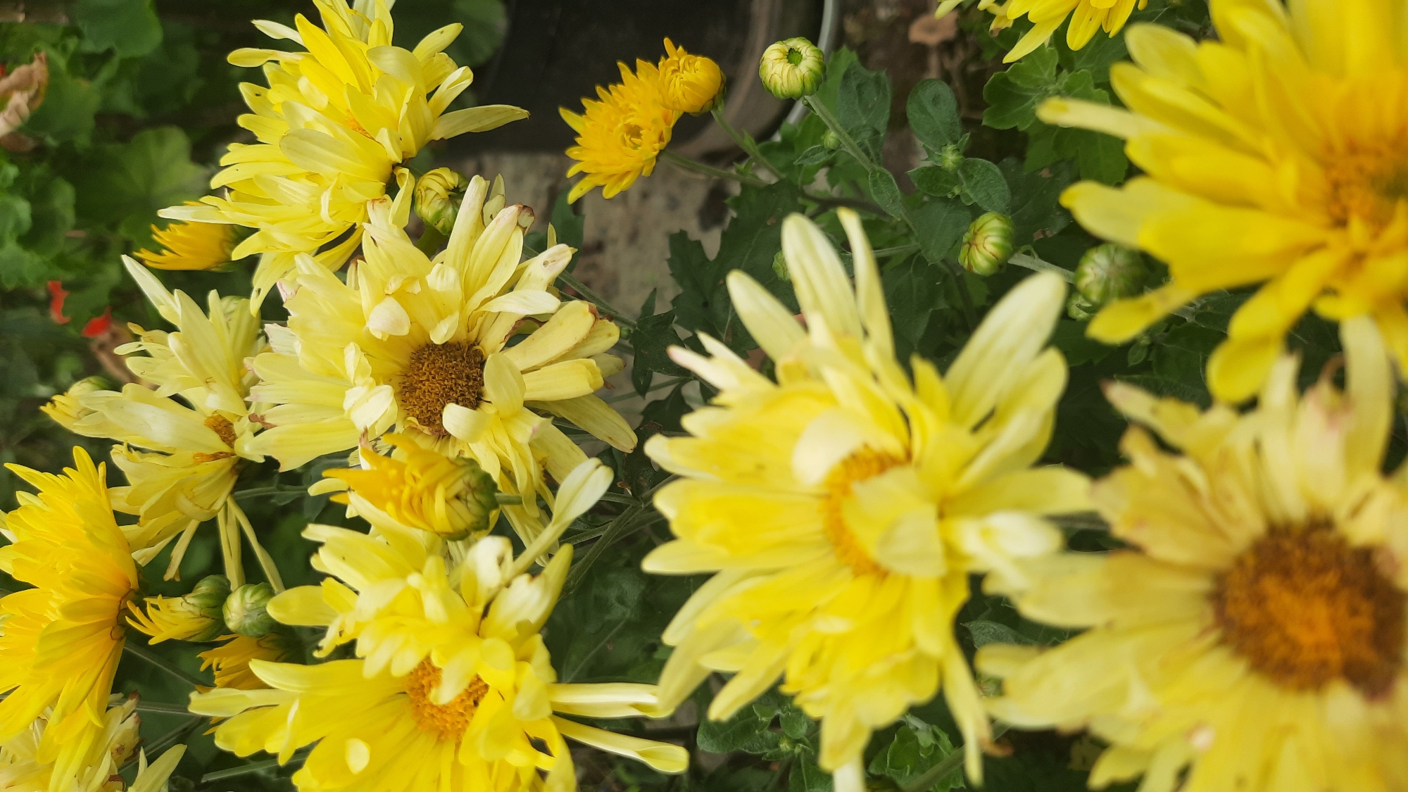 This is a close-up, vertical, eye-level shot of bright yellow chrysanthemums in bloom. The flowers are clustered together, with some in sharp focus and others blurred in the foreground and background. The petals are thin and spiky, giving the flowers a delicate appearance. Several flower buds, still green, are visible among the blooms. The background consists of blurred green foliage and hints of brown, possibly indicating soil or other plants. There are no people or animals present. The scene appears to be a garden or a floral arrangement. The location in Shklov, Belarus is not discernible from the image itself.