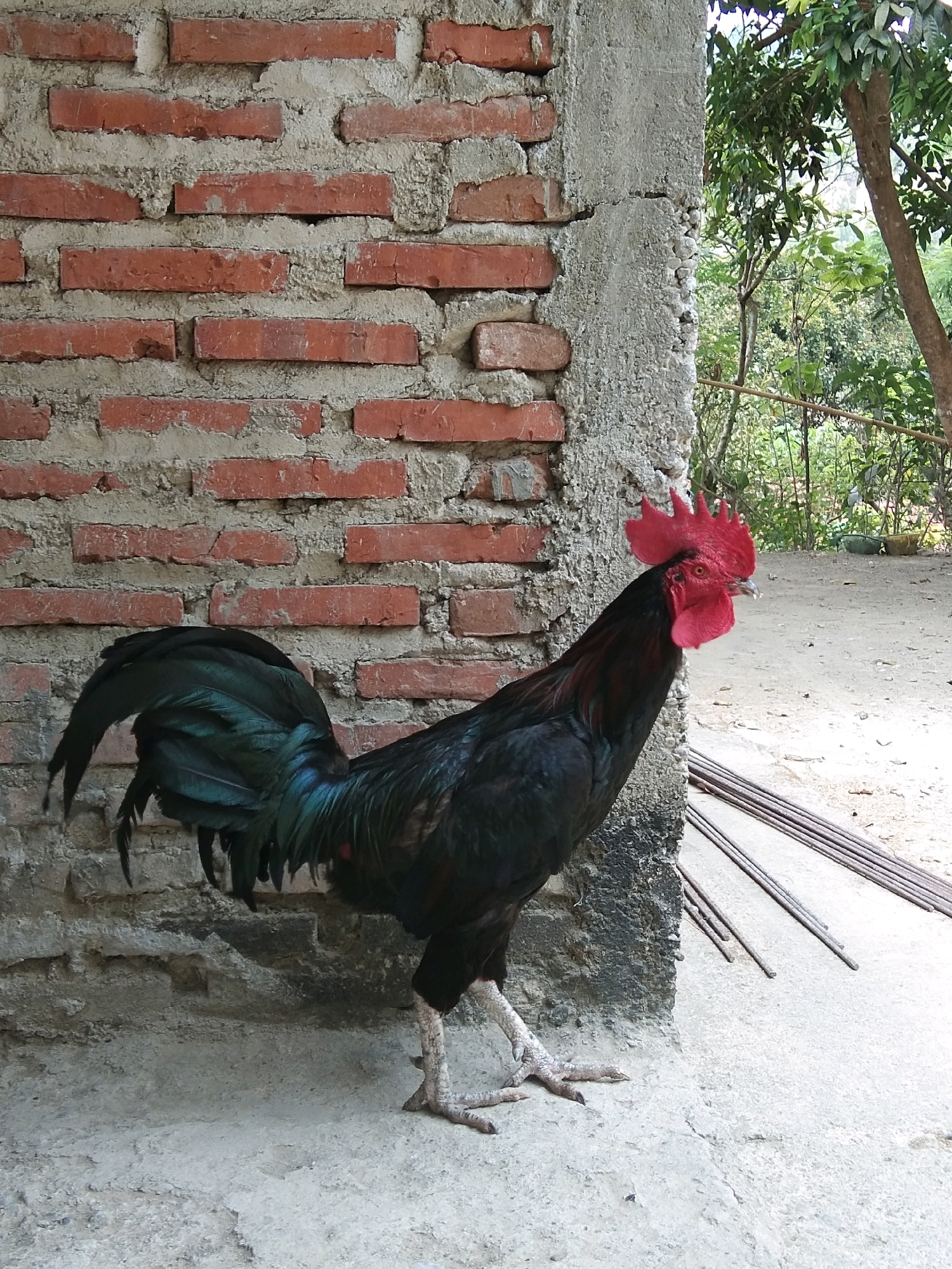 A black rooster with a red comb stands on a concrete surface in front of a brick wall. The rooster's feathers are iridescent black and green. To the right of the rooster, a concrete pillar is visible, and beyond that, there is foliage and trees. Several metal rods lie on the ground to the right of the pillar. The scene appears to be in Karangsambung, Indonesia.