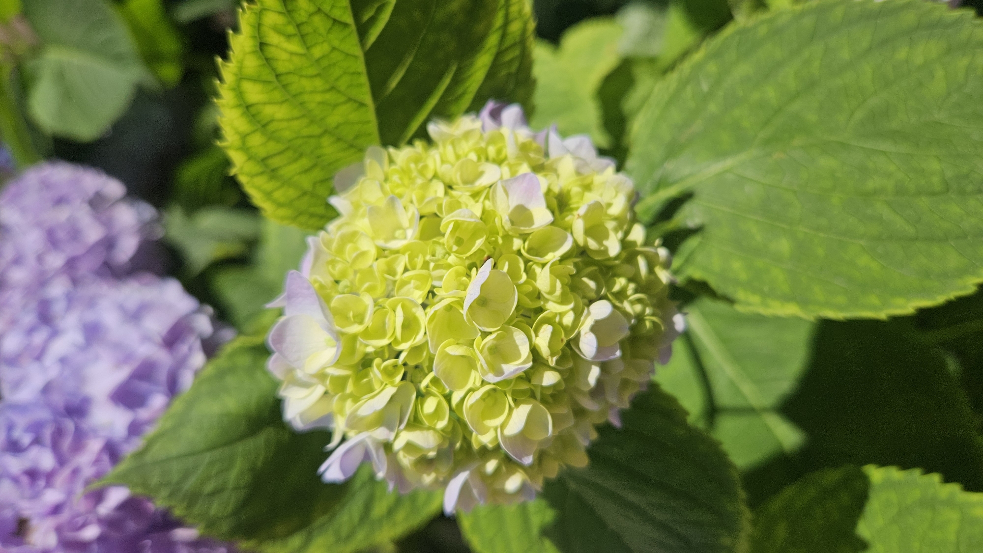 The image shows a close-up view of a hydrangea flower in a garden. The flower is a cluster of small, light green petals with hints of pink on the edges. It is surrounded by large, vibrant green leaves. In the background, a blurred cluster of purple hydrangeas can be seen, suggesting a garden setting with multiple flowering plants. The lighting indicates it is daytime, likely a sunny day given the bright illumination and shadows cast by the leaves. The focus is sharp on the green hydrangea, highlighting its intricate structure, while the background is softened, creating a shallow depth of field. The scene evokes a sense of natural beauty and tranquility, typical of a summer garden in Krasnodar, Russia. There is no visible text in the image.