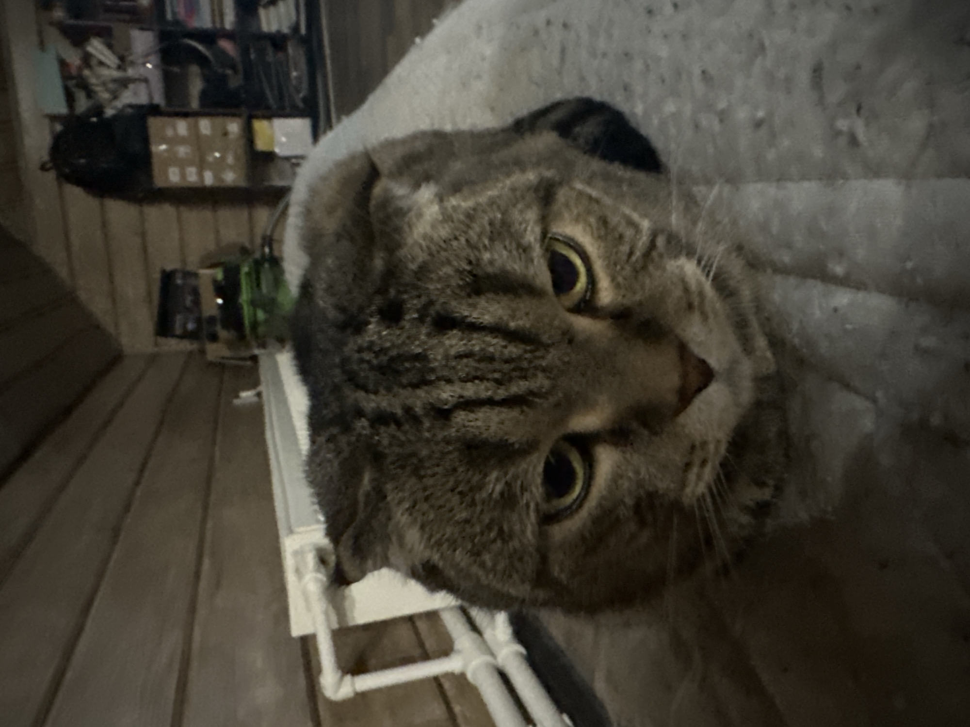 A close-up, low-angle shot shows a Scottish Fold cat resting on a light-colored, textured blanket. The cat has tabby markings in shades of gray and brown, with distinct stripes on its forehead and face. Its ears are folded down, characteristic of the breed, and its yellow-green eyes are open and looking directly at the camera. The cat's expression appears somewhat serious or judgmental.
In the background, a wooden-paneled wall suggests an interior space. To the left, a white pipe structure is visible, possibly a radiator or plumbing. To the right, shelves are stacked with various items, including boxes, bags, and what appear to be books or binders. The overall lighting is dim, creating a cozy and somewhat cluttered atmosphere. The image does not provide any specific visual cues to confirm its location in Virki, Russia.