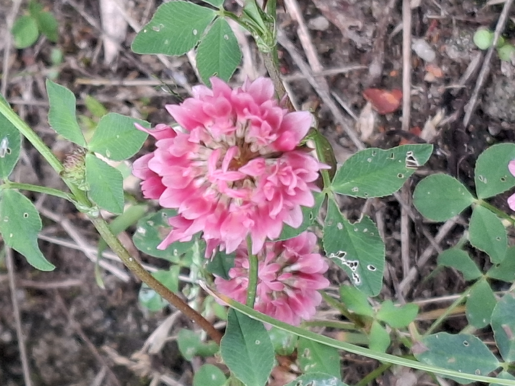 A close-up, eye-level shot captures a patch of pink clover flowers and green leaves on a blurred background of brown soil and dried plant matter. The clover flowers are clustered and tightly packed, with individual petals visible. The leaves are trifoliate, characteristic of clover, and some show signs of insect damage with small holes. A thin, brown stem with a few small white dots winds through the frame, connecting to the leaves and flowers. The lighting is natural and appears to be daylight. The overall scene is one of natural growth and detail within an outdoor environment.