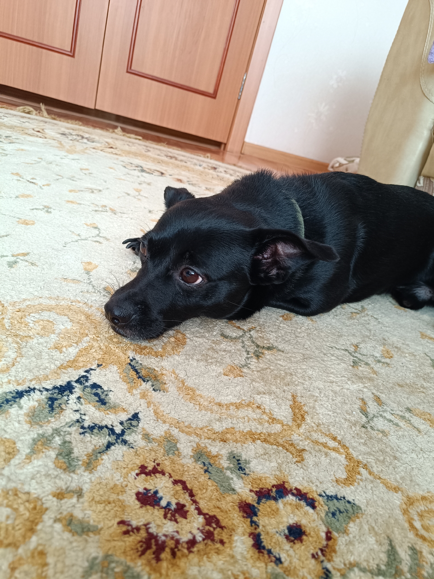 A black dog lies on a patterned rug in a room. The dog appears to be a medium-sized breed with short hair and is wearing a green collar. The rug has an intricate design with colors including white, beige, gold, blue, and red. A wooden cabinet is visible in the background. The location is unknown and the image contains no information about Tobolsk, Russia.
