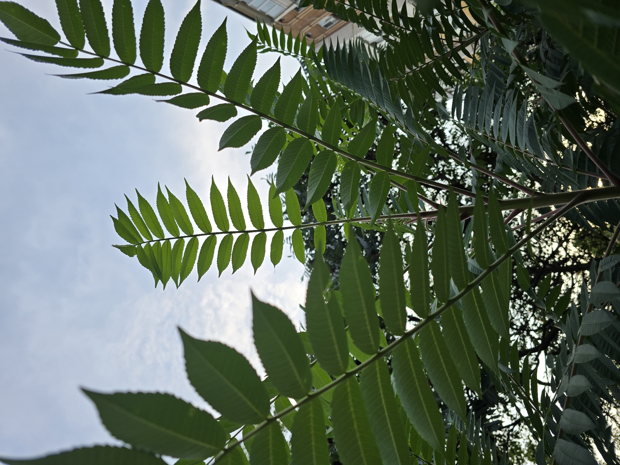 An outdoor, low-angle, medium shot captures the feathery green leaves of a tree reaching up towards a cloudy, pale blue sky. The leaves are arranged in compound structures along slender stems, with individual leaflets serrated along their edges. In the background, a multi-story building with beige and brick facade is visible on the right, suggesting an urban or suburban setting. Sunlight filters through the foliage, creating a dappled effect and highlighting the veins of the leaves. The image was taken in Vyshneve, Ukraine.