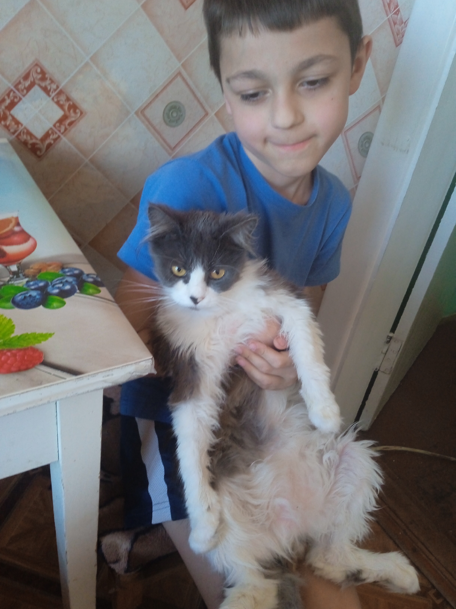 In Chernivtsi, Ukraine, a young boy wearing a blue t-shirt and dark shorts with white stripes is holding a medium-sized cat with grey and white fur. The cat has yellow eyes and appears to be fluffy. The boy is looking down at the cat with a slight smile. They are standing in front of a table with a colorful tablecloth depicting fruit and blueberries. The background shows a tiled wall and a wooden floor. The scene appears to be indoors, possibly in a home.