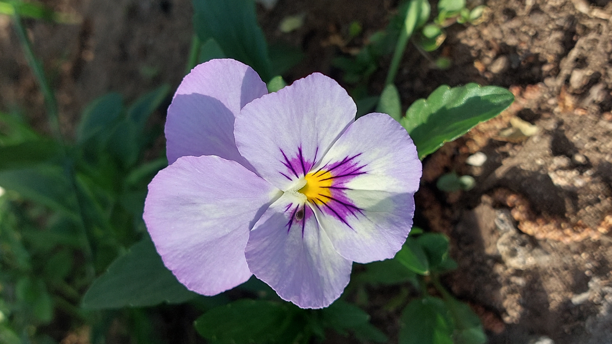 A close-up, eye-level shot captures a single, light purple pansy flower in bloom. The flower is centered in the frame, with its delicate petals fanning outwards. The center of the bloom features vibrant yellow and deep purple markings, creating a striking contrast. Surrounding the flower are blurred green leaves and the dark, textured soil of a garden bed. The lighting suggests it is daytime, with soft sunlight illuminating the flower and casting subtle shadows. The scene appears to be located in a garden, possibly in a residential area or park. No people or specific landmarks are visible in this image.
