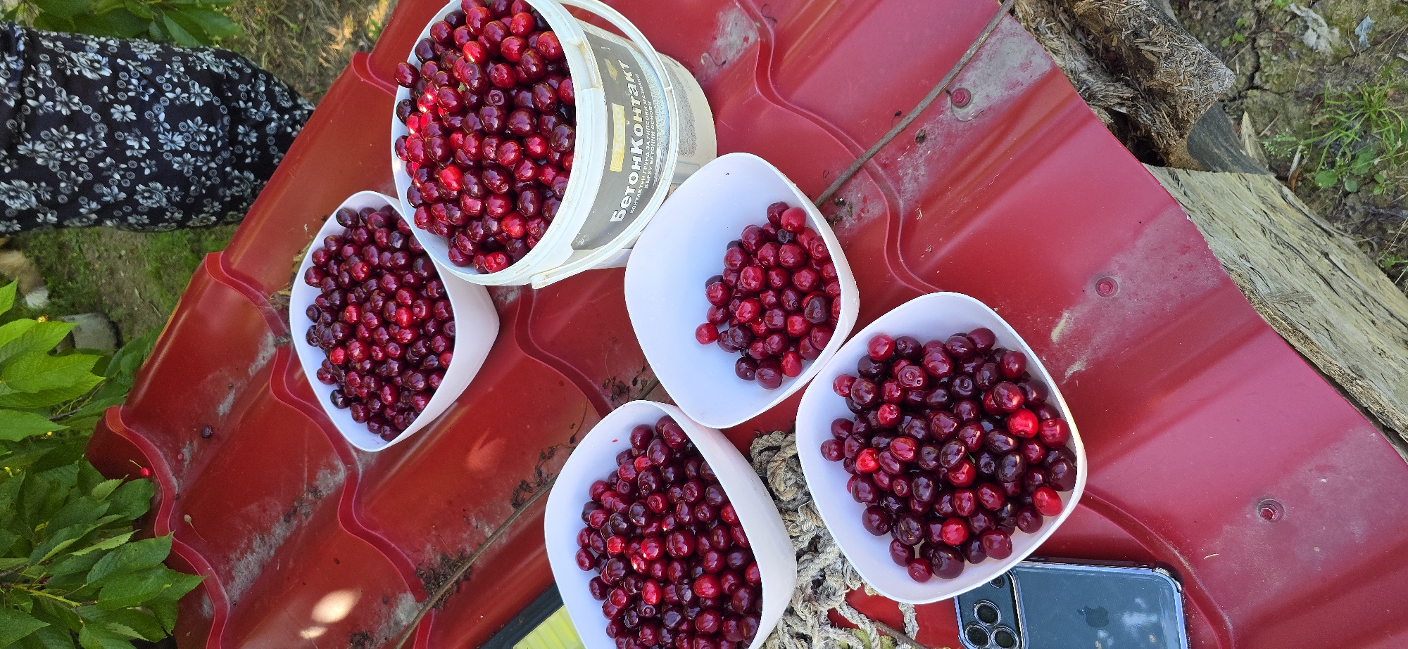 Four white bowls and one white bucket are filled with freshly picked cherries. They are placed on a red, corrugated metal surface, which appears to be a roof. Green leaves from a tree overhang the scene from the top left. In the background, a person wearing a black and white patterned dress is partially visible. A smartphone is positioned on the left side of the frame, next to one of the bowls. The scene is outdoors, with hints of dry grass and soil at the bottom right. The image does not provide any specific information that would allow for the determination of its location in the city of Vratsa, Bulgaria.