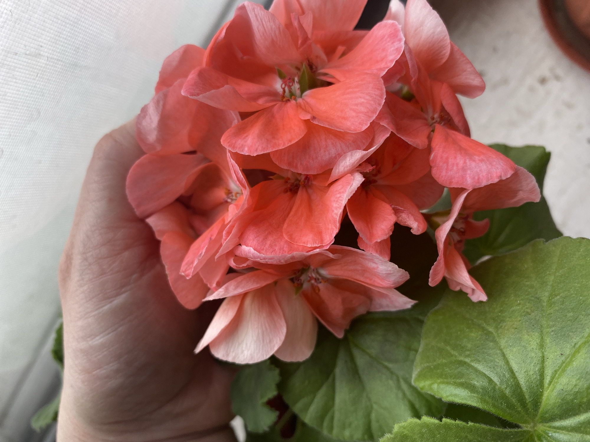 A close-up shot shows a cluster of salmon-colored geranium flowers being held by a human hand. Green leaves are visible below the flowers. The background appears to be a white surface, potentially a window. The location in the city of Noviy, Russia is not discernible from the visual data.