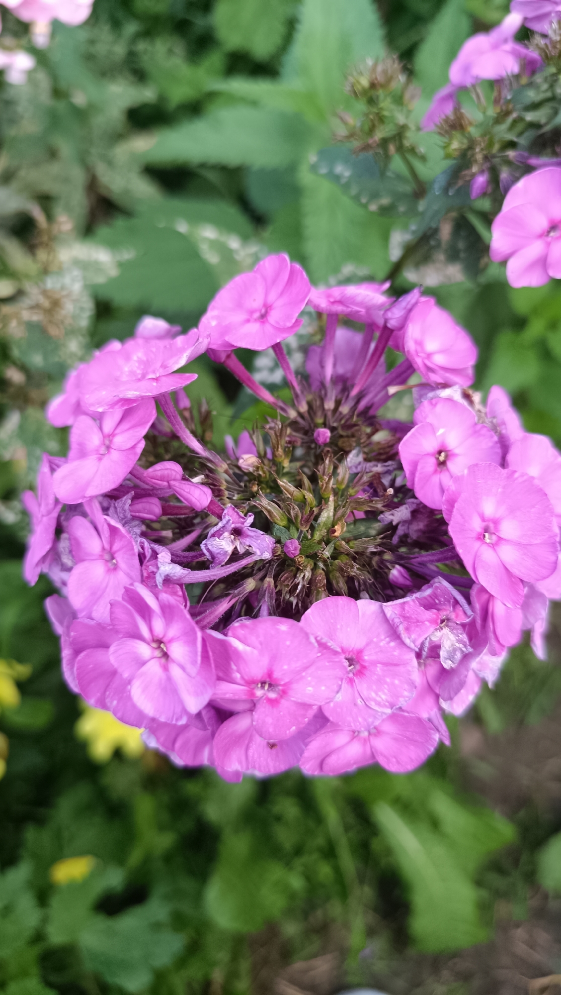 A cluster of vibrant pink phlox flowers is the subject of this close-up, overhead shot. The flowers are arranged in a circular pattern, with their petals fanned out. The center of the cluster is filled with dried seed pods and unopened buds, hinting at the cycle of life and growth. The petals of the phlox flowers are a delicate pink, with some showing subtle variations in shade and texture. A few of the petals have small white speckles, adding a touch of detail. The background is a blur of lush green foliage and hints of yellow, suggesting a garden setting. The image appears to be taken outdoors, possibly in a park or residential garden, on a bright day.