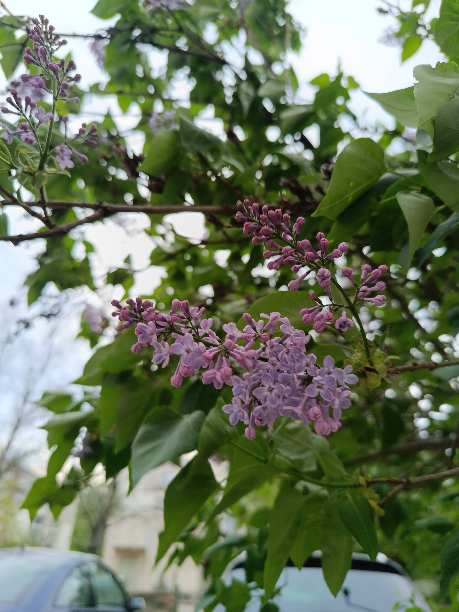 This close-up, vertical photograph features vibrant lilac flowers and foliage, captured outdoors during the daytime. The foreground is dominated by several clusters of lilac blooms and buds, predominantly in shades of light purple, lavender, and pinkish-purple. Some flowers are fully open, displaying their small petals, while others remain as tightly closed buds on slender green stems. These stems emerge from thicker, brown branches, which are partially in focus. Lush green leaves, some with distinct veins, frame the flowers, enhancing the fresh spring aesthetic.
The background is intentionally blurred, creating a soft bokeh effect that highlights the floral subject. Through the blur, out-of-focus green foliage and additional tree branches are visible. The sky, appearing bright and possibly overcast, is discernible in the upper part of the image. Towards the bottom, indistinct shapes suggest the presence of vehicles: a portion of a blue car is visible on the left, and part of a lighter-colored vehicle (possibly white) can be seen on the right. A faint, blurry outline in the distance may indicate a building or other structures, suggesting an urban or suburban setting in Pleven, Bulgaria. No text is visible in the image.