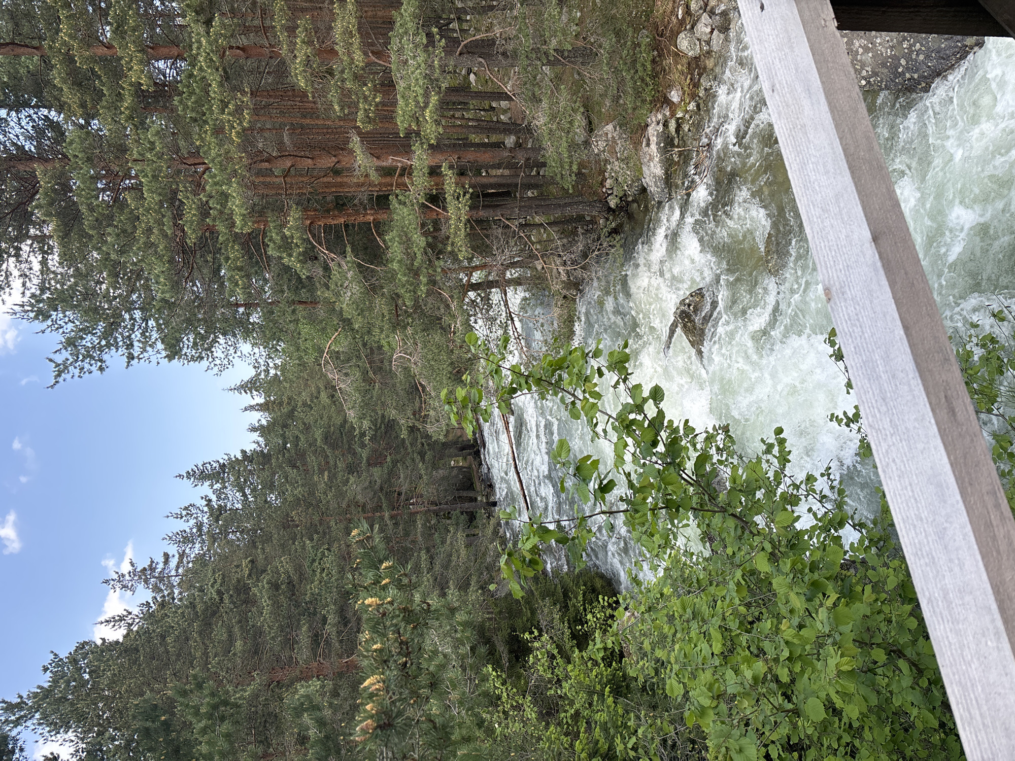 The image depicts a vigorous river flowing through a dense conifer forest under a partly cloudy blue sky, captured from an elevated viewpoint or bridge in Beli Iskar, Bulgaria. The river occupies the central and lower portions of the frame, characterized by turbulent, white-foamed water indicating rapid flow, with various submerged and partially exposed rocks visible within its course. A fallen tree branch or log extends across the river's width in the midground. On both sides, the riverbanks are heavily forested with tall, mature conifer trees, primarily pines, exhibiting deep green foliage and reddish-brown trunks. Some trees on the right bank grow close to the water's edge, with visible roots clinging to the rocky terrain. The forest floor is obscured by dense tree cover, though some scattered rocks are discernible. In the foreground, a light-colored wooden railing or beam, possibly part of a bridge or viewing platform, extends diagonally from the lower right towards the center, partially obscuring the immediate river below. Overhanging green leafy bushes, distinct from the conifers, are present on the left side of the foreground, partially framing the river scene. The sky, visible above the tree line in the upper left and center, is a bright blue with scattered white cumulus clouds. No people or animals are visible.
