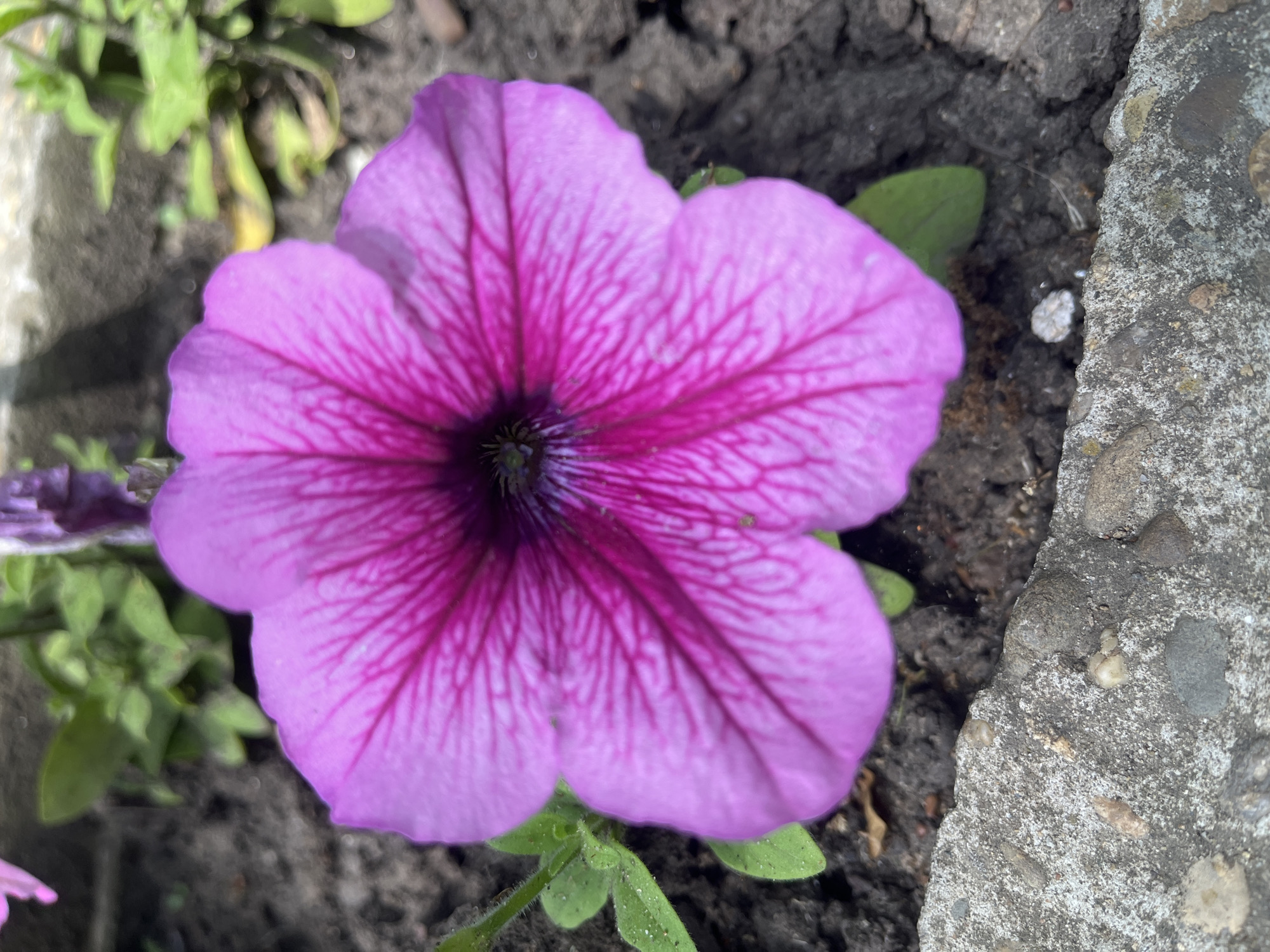 A close-up shot captures a vibrant, fully bloomed petunia flower. The flower has a light purple hue with darker purple veins radiating from the center towards the edges of its petals. The center of the flower is a deep, almost black, color. The flower is set against a background of dark soil, with patches of green foliage visible around the base of the flower. To the right of the flower, there is a section of gray concrete. The location and specific details to suggest it is taken in Krasnodar, Russia are not discernible from the visual information provided.