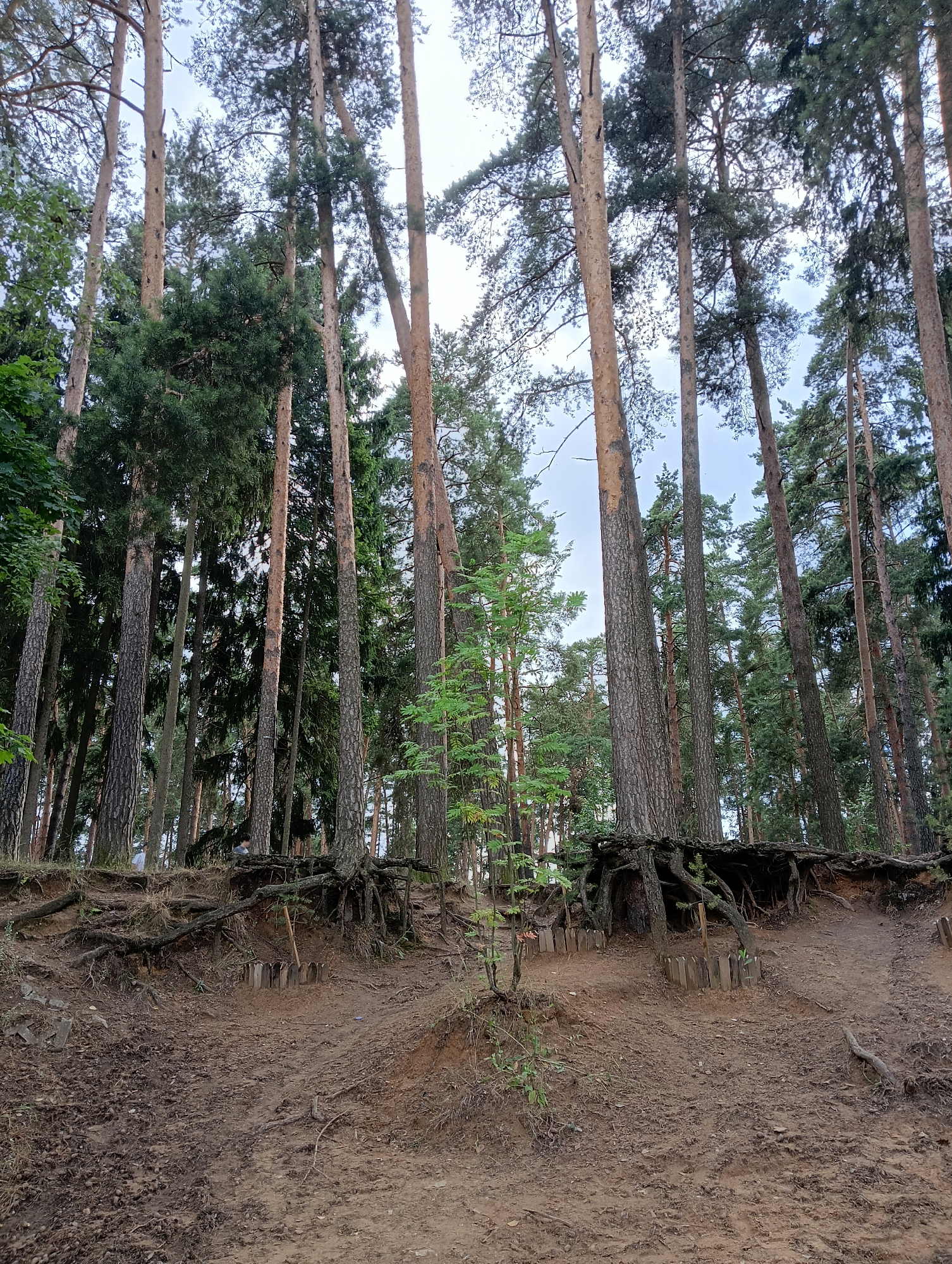 The image depicts a section of a pine forest with exposed tree roots on a sandy embankment. The trees are tall and slender, with rough bark. The ground is covered in dirt, pine needles, and small rocks. There are several small wooden stakes placed in the ground along the embankment, possibly to prevent erosion. In the background, more trees are visible, creating a dense forest canopy. The sky is overcast and bright. In the middle of the embankment, a small, young tree is growing. The location is specified as being in the city of Kratovo, Russia.