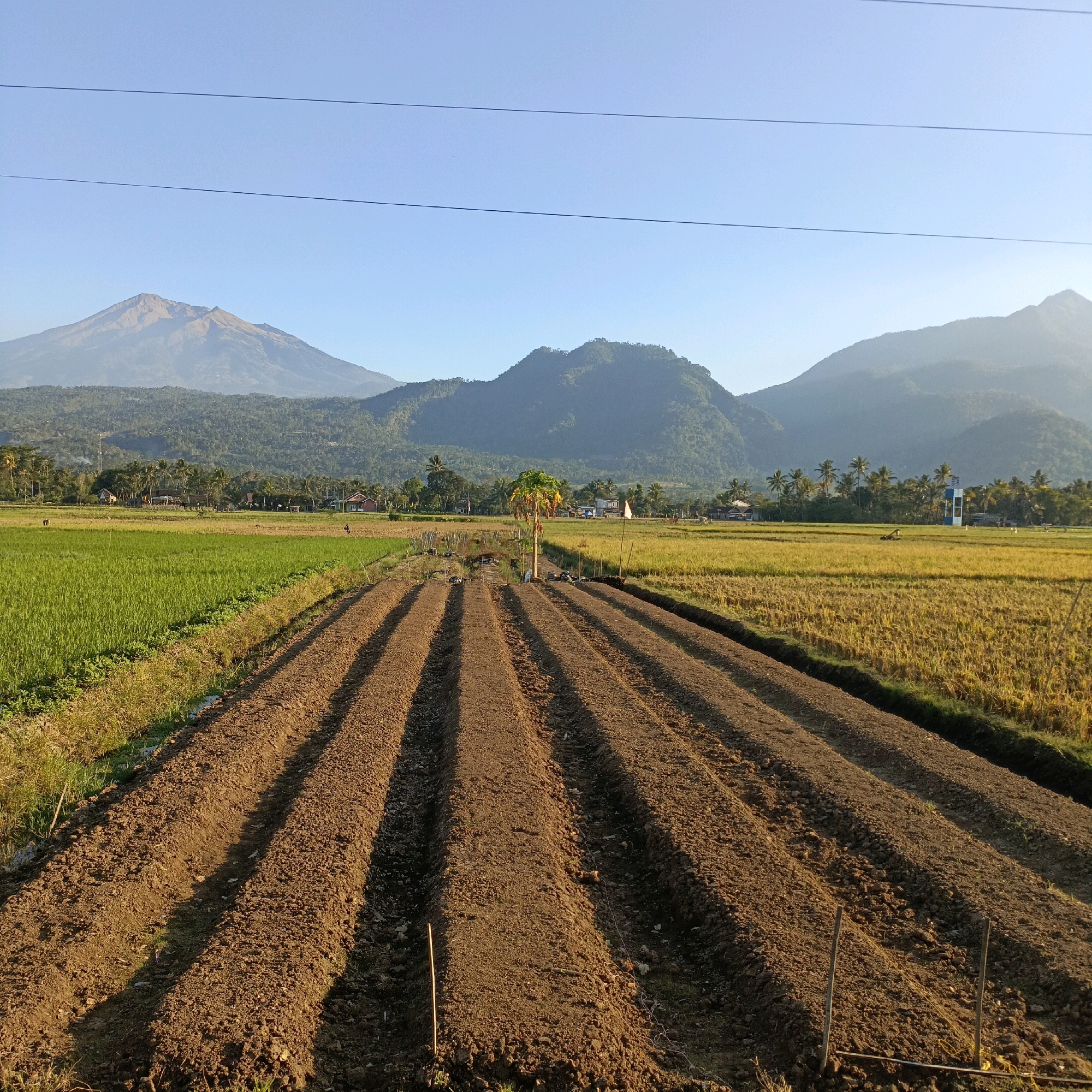 The image captures a rural landscape in Rowosari, Indonesia, under a clear blue sky. In the foreground, freshly tilled soil is arranged in parallel rows, indicating a field prepared for planting. To the left of the tilled rows, a vibrant green field of crops, likely rice paddies, stretches across the landscape. To the right, a field of golden-yellow crops, also resembling ripe rice, presents a stark contrast in color.
In the middle ground, a scattering of trees, including palm trees, dot the area between the fields and a cluster of buildings. Among these structures, a tall water tower with a blue and white top stands out, along with several houses. The background is dominated by a majestic mountain range, with one prominent peak catching the sunlight. The overall scene depicts a serene agricultural setting at the foot of mountains.