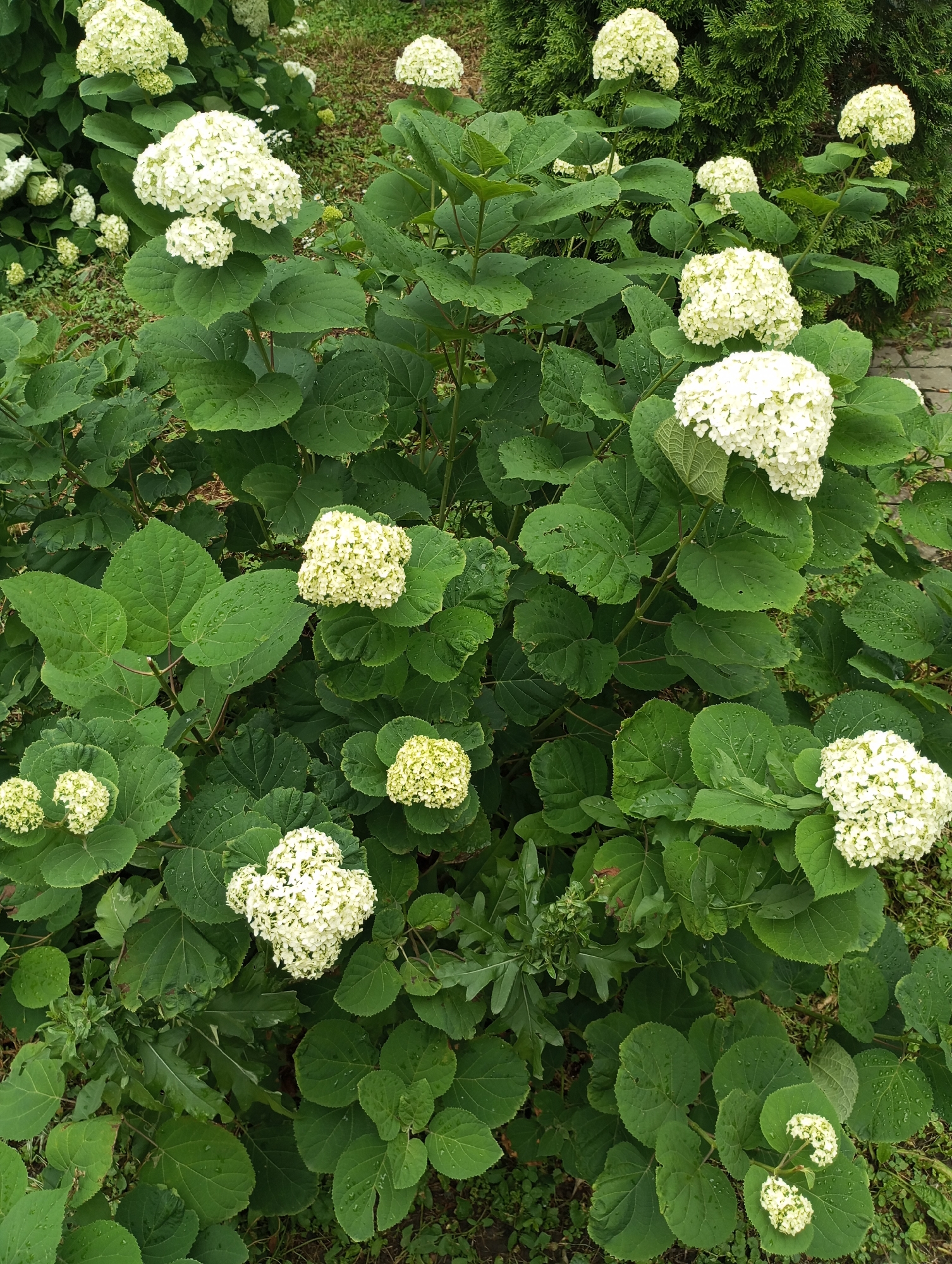 The image shows a close-up view of a garden with numerous white hydrangeas in bloom. The hydrangeas have large, spherical flower heads composed of many small florets, and they are surrounded by lush green leaves. The leaves are broad and have a slightly textured surface, with visible water droplets on some of them, suggesting recent rain or watering. The background consists of more greenery, including what appears to be a conifer hedge on the right side of the image, and a paved pathway partially visible. The lighting suggests it is daytime, and the overall impression is of a well-maintained garden in a naturalistic setting. There are no people or animals present in the image. Based on visual cues such as the types of plants and the general aesthetic, this scene could be located in a garden in Tambov, Russia, during the summer flowering season.