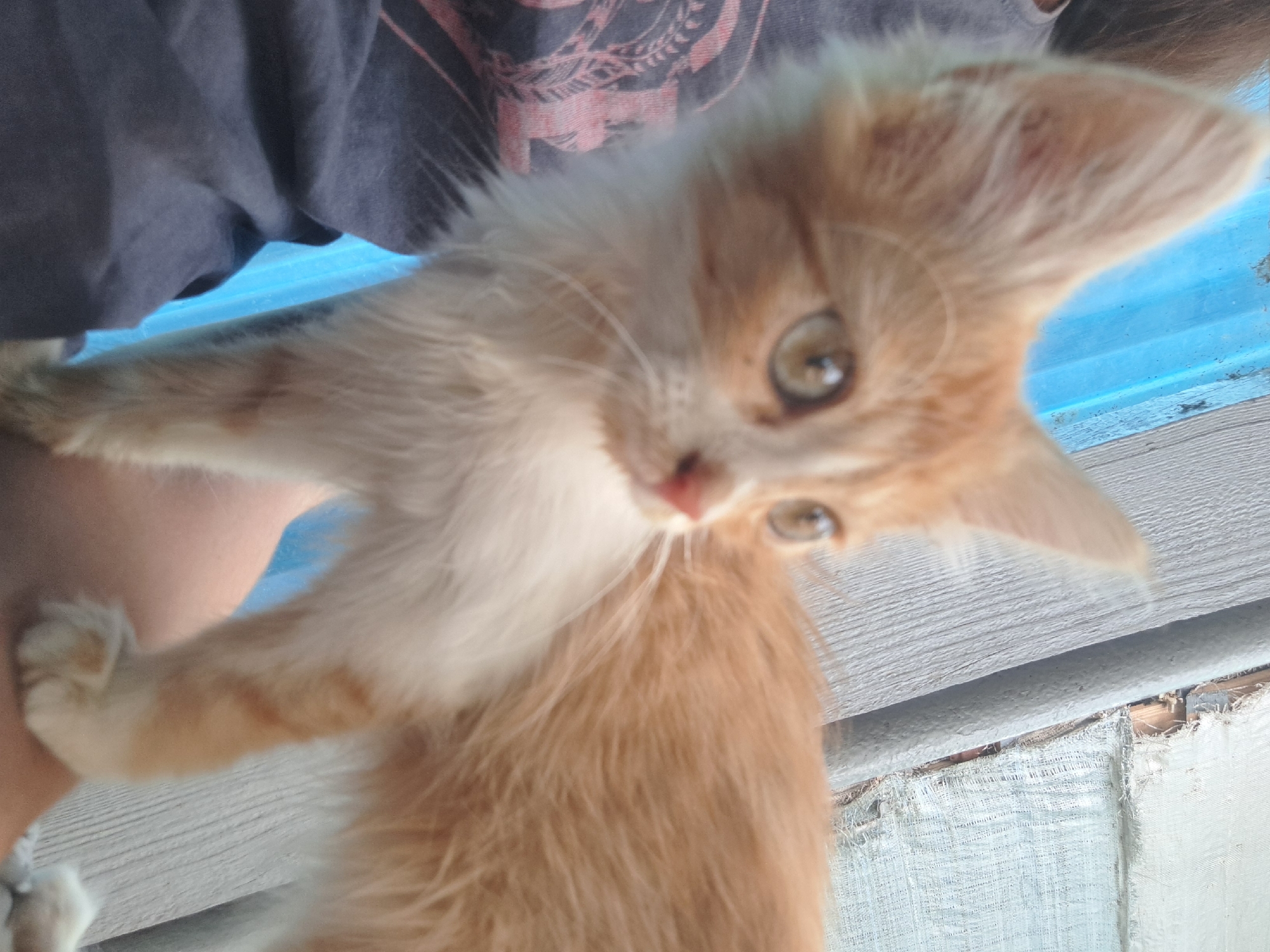 A medium shot captures an orange and white kitten standing on a person's arm in an outdoor setting. The kitten, facing right, has large ears, bright green eyes, and a white chest. The person's arm, partially visible on the left, is covered by a dark t-shirt with a pink and black pattern. Behind the kitten, a blue corrugated surface is visible, juxtaposed with a weathered wooden plank and a torn white fabric material. The scene is lit by natural light, creating a slightly blurry effect. The location is identified as Vypasne, Ukraine.