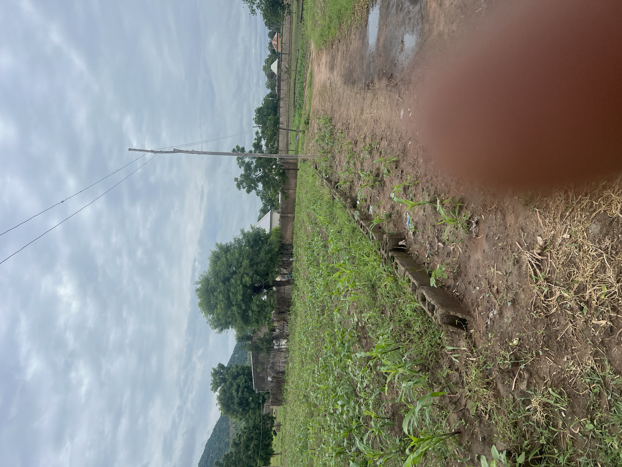 This image depicts an outdoor scene in a rural setting, likely in Kona Garu, Nigeria. The foreground is dominated by a field of young green crops, appearing to be corn, planted in rows. Adjacent to the crops is a muddy path with some puddles, suggesting recent rainfall. To the right of the path, dry grass and dirt are visible.
A wooden pole with power lines stretches across the frame from left to right, indicating the presence of electricity infrastructure. In the background, a wall with some structures behind it, including a building with a white, pyramid-shaped roof and another with a red roof, can be seen. Lush green trees are scattered throughout the background, some of them large and mature. Hills are visible in the far distance on the left side of the image.
The sky is overcast with thick, gray clouds, suggesting a cloudy or possibly rainy day. The overall lighting is diffused, making it difficult to determine the exact time of day, but it appears to be daytime. The image has a somewhat damp and earthy atmosphere, consistent with a tropical or subtropical climate after rain.
There is no visible text in the image. The overall impression is one of agricultural life in a developing area, with a mix of natural landscape and basic infrastructure. No people are visible in the image. The large, blurry reddish-brown area on the right side of the image appears to be a finger or thumb obscuring part of the scene.