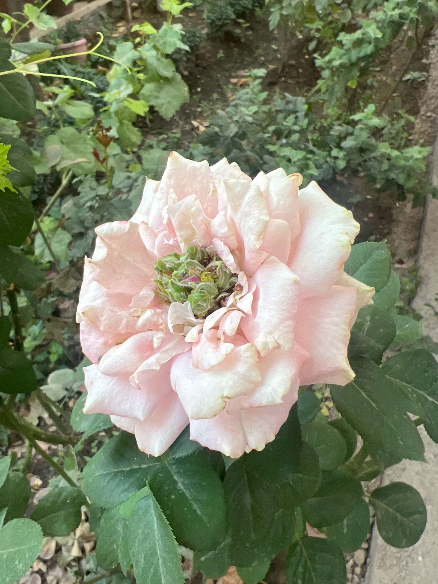 A close-up, eye-level, vertical shot features a delicate, light pink rose in full bloom, its petals softly unfurling. The center of the rose is a vibrant green, appearing somewhat dried and intricate. Lush, dark green rose leaves surround the bloom, some showing subtle speckling. The background is a blur of natural greenery and textured, light-colored ground, suggesting an outdoor garden setting. The overall impression is one of natural beauty and gentle decay. The image was taken in Tashkent, Uzbekistan.
