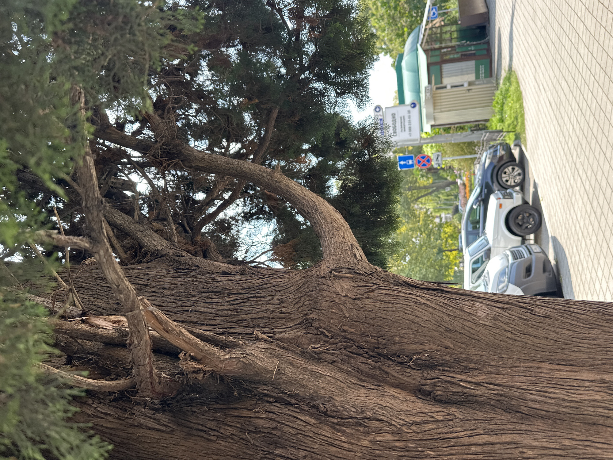 The image captures a detailed view of a large, mature tree with rough, textured bark in the foreground. Its branches extend outwards, with green foliage visible in the upper right portion of the frame. In the background, a paved walkway made of interlocking bricks is visible. To the right of the walkway, several parked cars are present, including a white van and a dark-colored sedan. A small, green-roofed structure with glass windows and a tall, narrow metallic kiosk are also in the background, suggesting an urban setting. Street signs are present, including a blue directional sign and a circular sign with red and blue elements. The overall environment appears to be a public space, possibly a park or a street in the city of Sochi, Russia, given the presence of these elements and the architectural style of the structure. The lighting indicates it is daytime, with sunlight filtering through the trees.