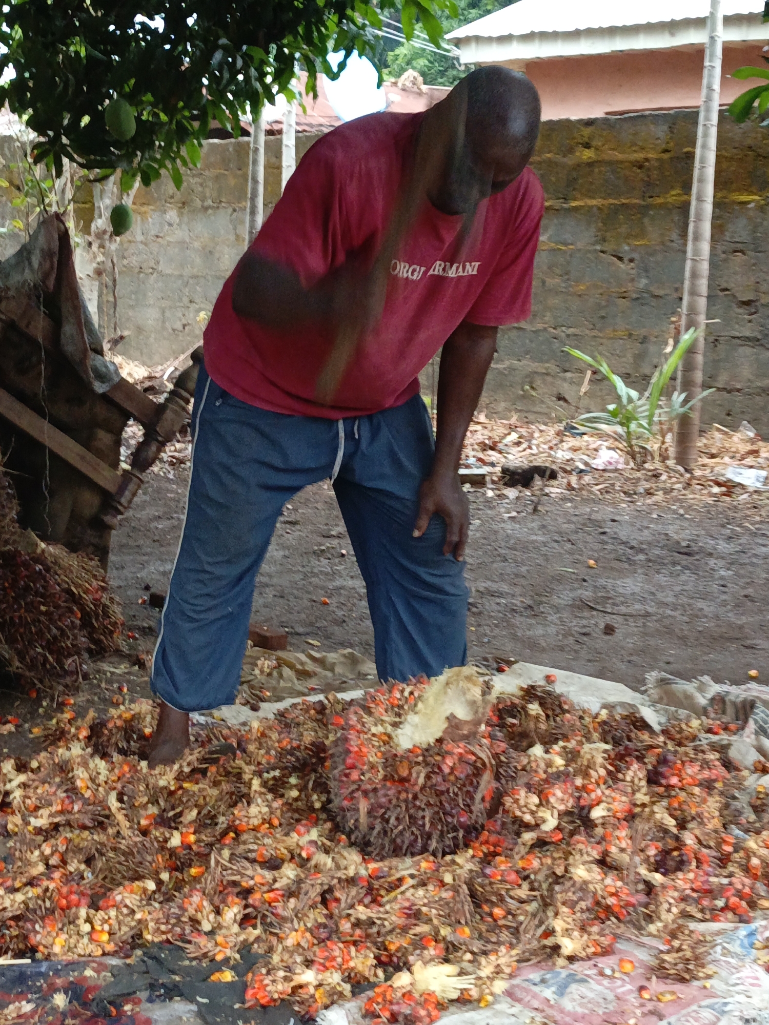 In Akwanga, Nigeria, a dark-skinned bald man wearing a red t-shirt and blue pants is standing over a pile of palm fruit. He is using a tool to break apart the fruit. The fruit is scattered on a tarp laid on the ground. Behind the man is a low concrete wall, some foliage, and a structure with a white roof. The ground is dirt, with some loose debris. A palm tree is visible to the right of the man. A mango tree is overhead to his left.