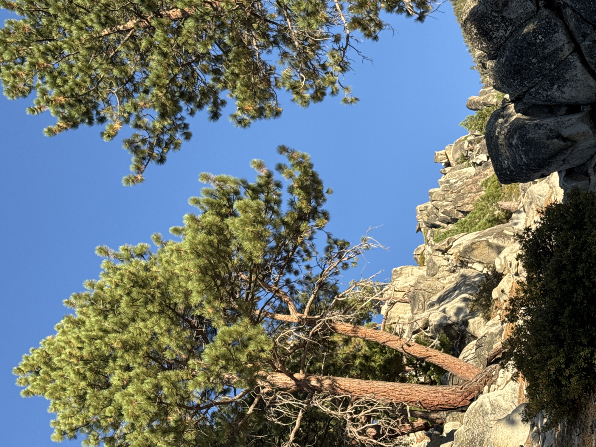 The image shows a rocky mountainside with pine trees and a clear blue sky. The terrain is rugged, with large boulders and steep rock formations. Several pine trees are visible, their branches reaching towards the sky. The lighting suggests it is daytime, with sunlight casting shadows on the rocks. The scene is natural and appears to be in a wilderness area.