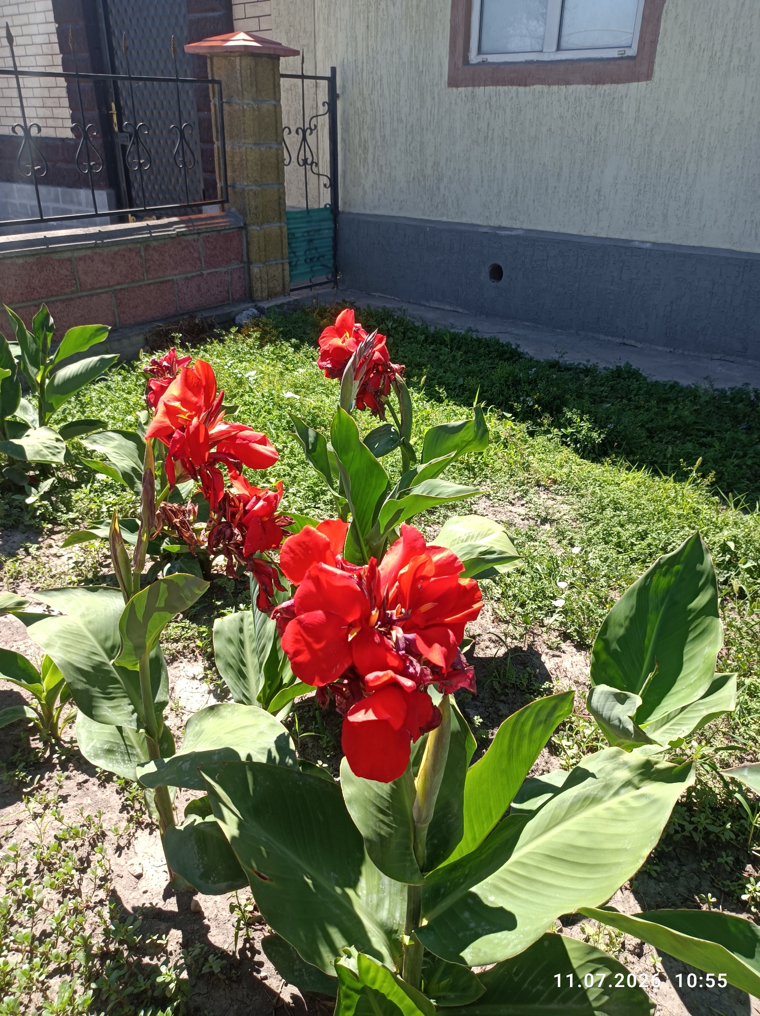 A sunlit outdoor scene depicts a garden with several vibrant red Canna lilies in bloom. The flowers have large, broad green leaves and striking red petals that are ruffled and clustered. The plants are arranged in a bed of dry soil with sparse green ground cover visible. In the background, a light yellow stucco wall with a dark grey foundation runs along the right side of the frame, featuring a small, dark circular vent near the ground. To the left, a decorative metal fence with ornate scrollwork separates the garden from a brick structure. The fence is supported by a pillar constructed of light brown and yellow concrete blocks, topped with a reddish-brown cap. The overall impression is of a well-maintained outdoor area, possibly a residential garden or a public space in Chuy, Kyrgyzstan. A timestamp in the lower right corner reads "11.07.2020 10:55".