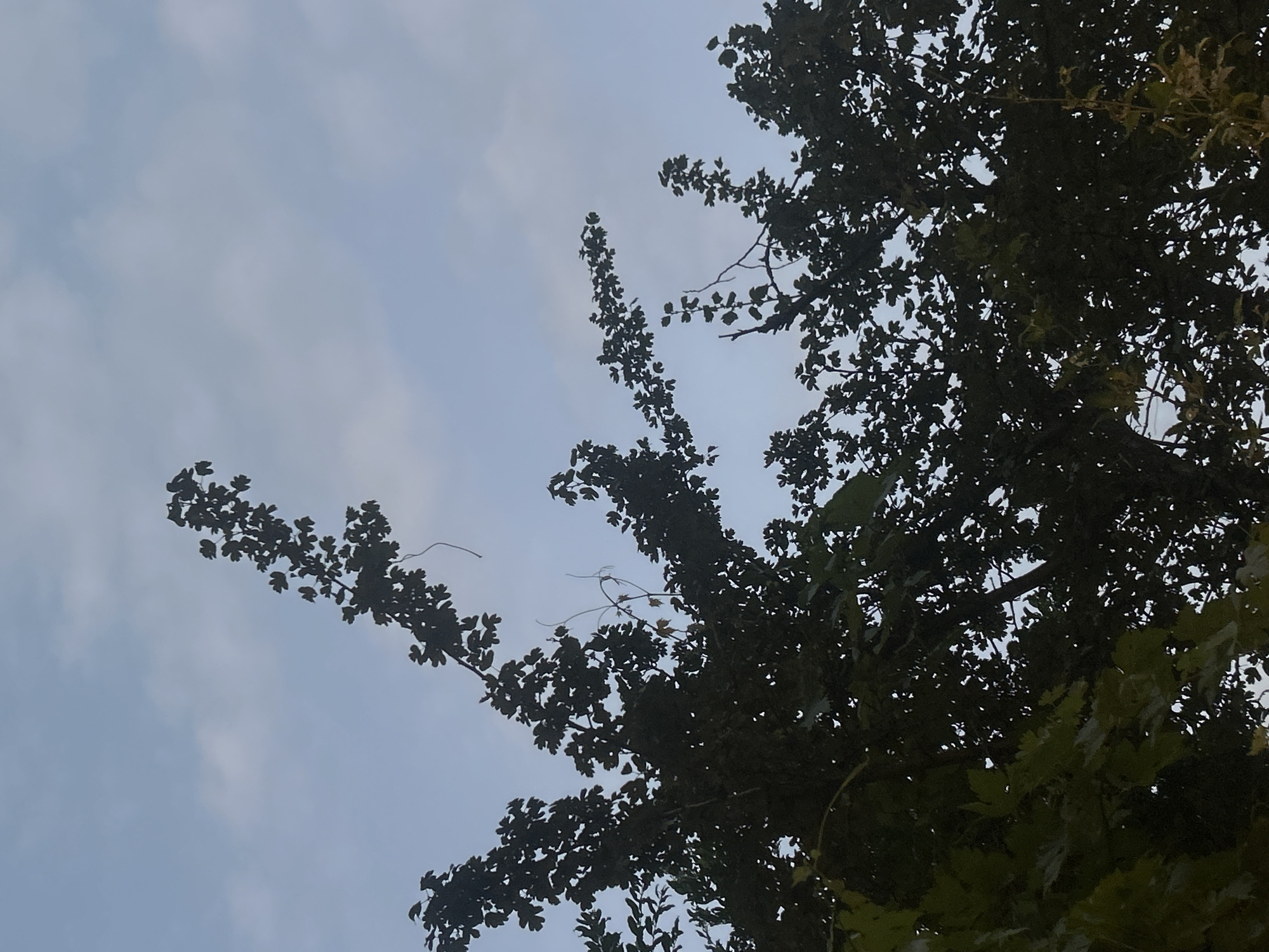 The image captures a silhouette of tree branches against a cloudy sky. The branches are dark and leafy, with some thinner tendrils extending outwards. The sky is a muted blue with scattered white clouds. The image was taken in Hisarya, Bulgaria. No people or other subjects are visible. The environment appears to be an outdoor natural setting.