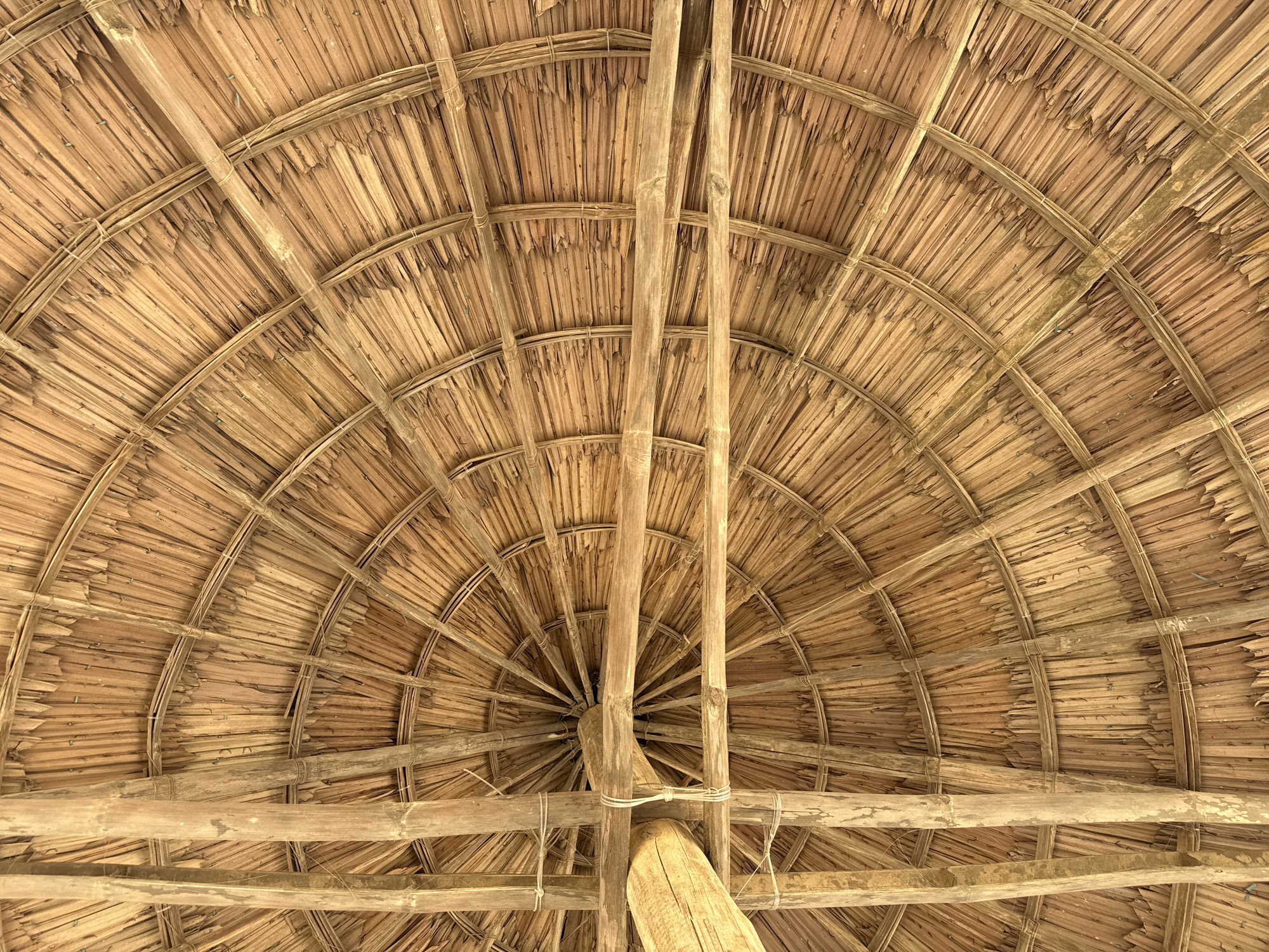 The image displays the interior underside of a large, circular or conical thatched roof structure, observed from a low-angle perspective looking directly upwards. The primary roofing material consists of densely packed, dried palm fronds or similar natural vegetation, arranged in an overlapping, radial pattern that emanates from a central apex. This organic material presents a spectrum of warm brown, golden, and tan hues, with individual fronds exhibiting distinct textures and minor fraying consistent with natural aging.
The thatch is supported by an underlying framework of slender, curved wooden or bamboo strips, which form distinct concentric rings that reinforce the radial arrangement of the fronds. Towards the central portion of the roof, several thicker, rough-hewn wooden beams and poles intersect, serving as primary structural supports. These larger wooden components are visibly secured together using rope bindings. The construction technique is traditional, utilizing readily available natural materials. No individuals, animals, or additional objects are present within the frame. The scene is evenly lit, suggesting diffused natural light. This specific type of natural-material roof construction is characteristic of open-air shelters, beach huts, resort pavilions, or traditional dining areas commonly found in tropical coastal regions, including various establishments within the city of Đà Nẵng, Vietnam.