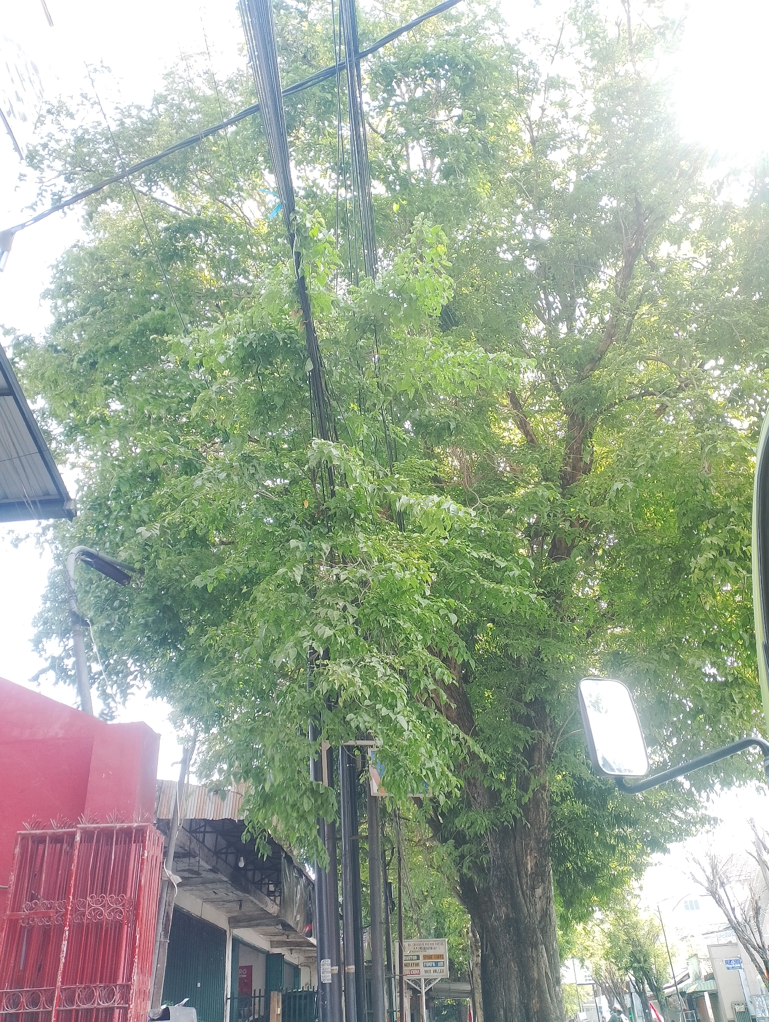The image depicts a street scene in Tulungagung, Indonesia, dominated by a large, leafy tree that partially obstructs the view. The tree's dense foliage, a vibrant green, is interwoven with numerous black electrical wires. On the left side of the image, a red building with a metal gate is visible, suggesting a commercial or residential property. Adjacent to the tree, a sidewalk and parts of other buildings with corrugated metal roofing can be seen. A side-view mirror, likely from a vehicle, is prominently positioned in the upper right quadrant of the image. The lighting suggests it is daytime, with sunlight filtering through the leaves, creating a bright, somewhat hazy effect. The scene appears to be part of a typical urban street with overhead utility lines and a mix of natural and man-made elements.