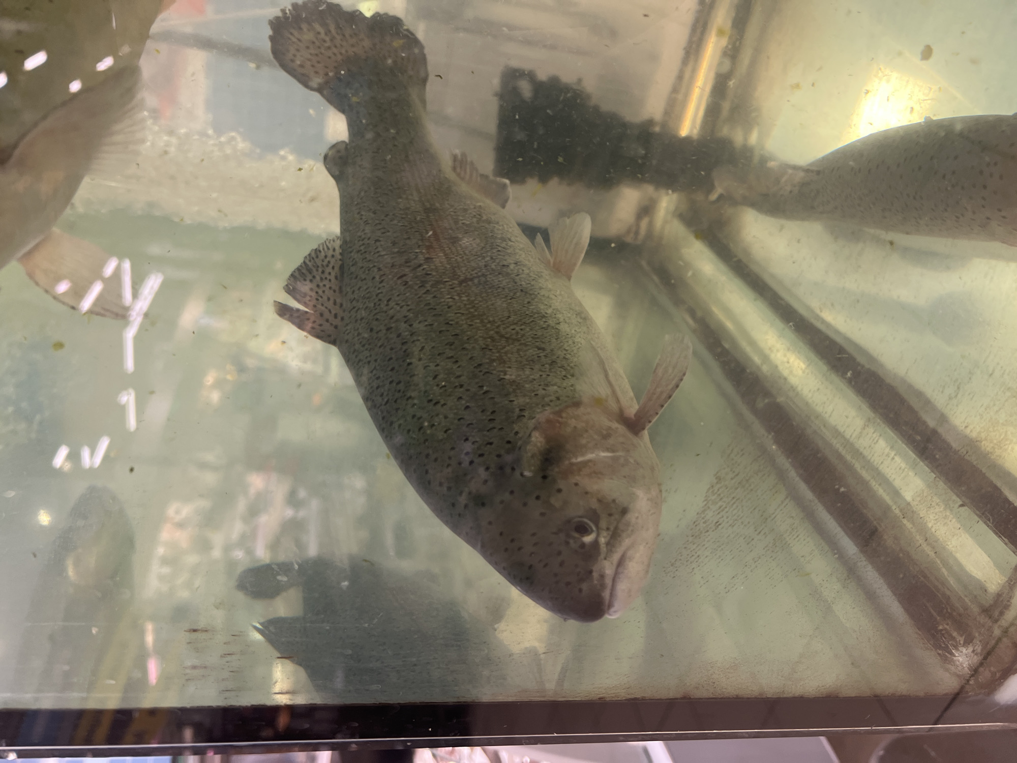 The image shows a close-up of a live trout swimming in a clear glass aquarium. The fish is predominantly gray and speckled with dark spots. Its mouth is slightly open, and its eye is visible. The water in the aquarium appears somewhat murky, with some debris floating on the surface and clinging to the glass. Behind the fish, other fish are visible in the background, as well as reflections of lights and possibly shelves in the environment. The aquarium is positioned in what appears to be a retail or market setting, suggested by the lighting and background elements. The image does not contain any information that would allow for its location in Yekaterinburg, Russia, to be determined.