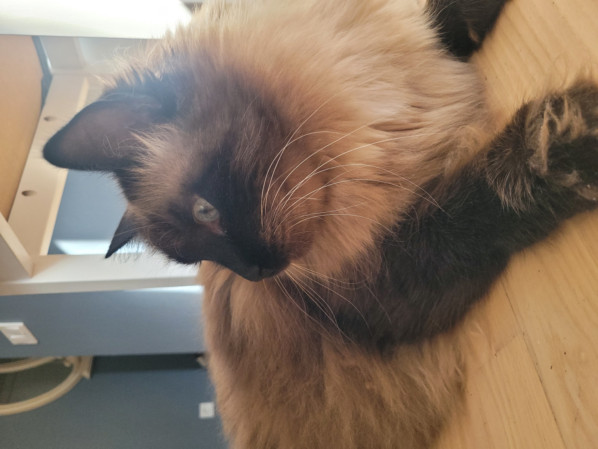 The image displays a close-up, low-angle shot of a long-haired, light brown and black cat lying on a light-colored wooden floor. The cat's fur is thick and fluffy, with darker coloration on its face, ears, and paws. Its eyes are a striking green, and its whiskers are prominent. The background is out of focus, showing a hint of a blue wall with a light fixture and a reflective surface, possibly a mirror or a picture frame. The scene appears to be indoors, in a domestic setting, with soft lighting. The image does not contain any elements that would indicate its location within Jūrmala, Latvia.