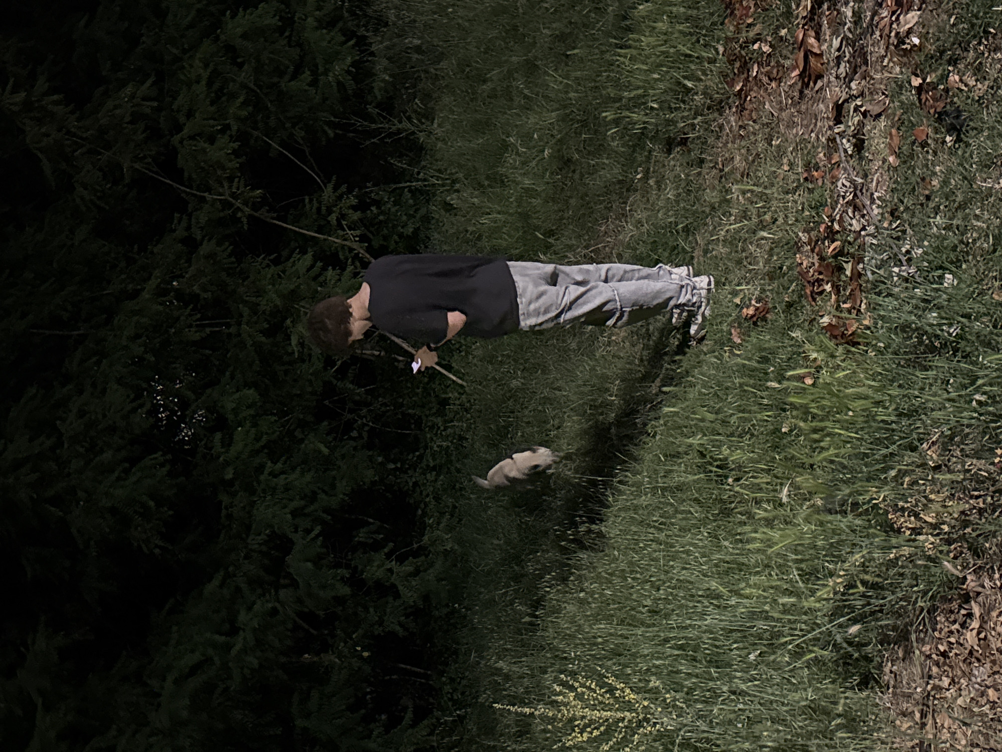 A person in a black shirt and gray pants stands in a grassy area with a small dog. The area is bordered by dark trees on one side and a mix of grass and dead leaves on the other. The person appears to be holding a small, light-colored object.