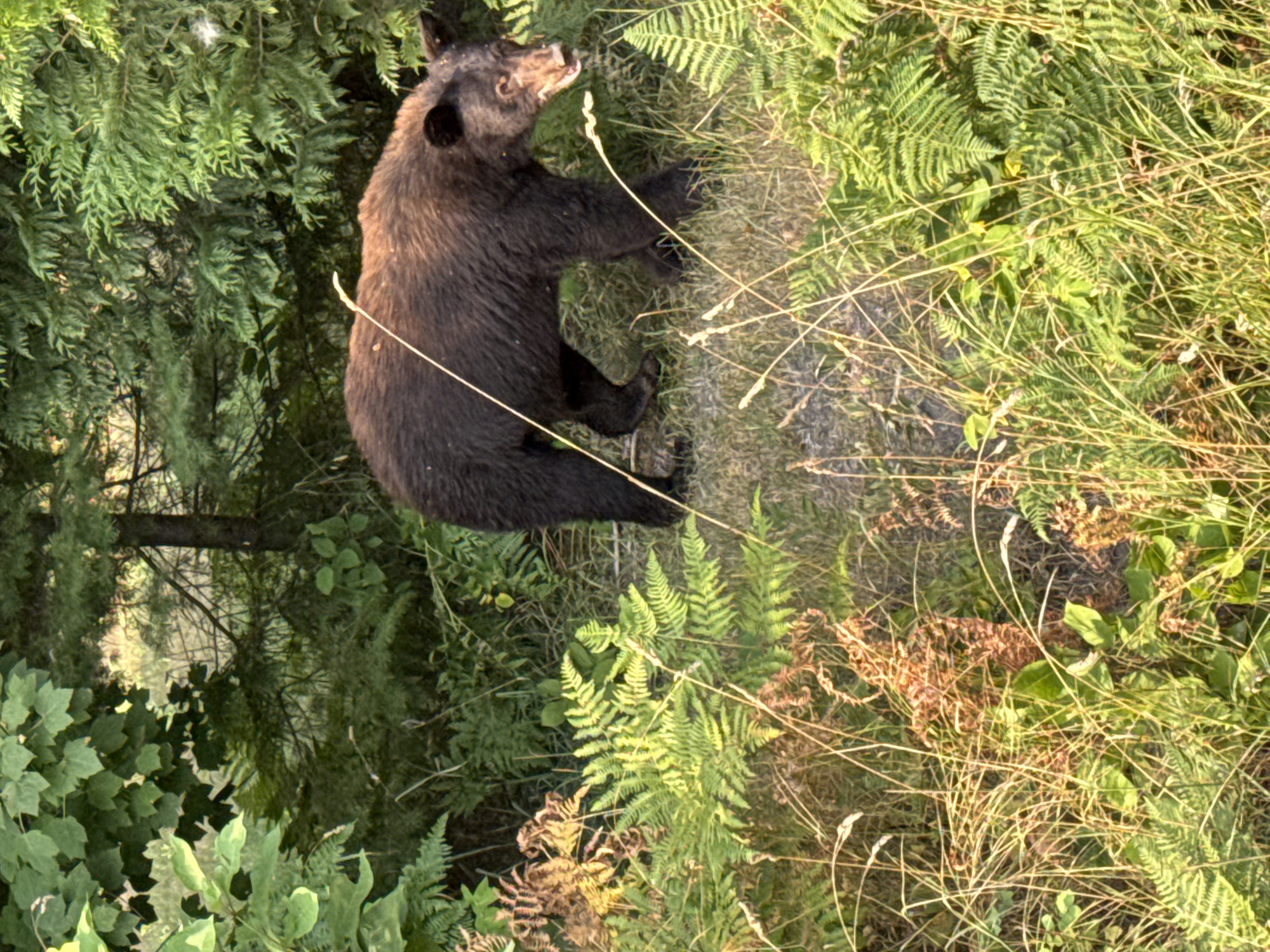A brown bear is walking through a wooded area with tall grass and ferns. The bear is dark brown with lighter brown fur around its muzzle. It is facing to the right and its mouth is slightly open. The background is filled with green trees and foliage. The lighting suggests it is daytime. The location is Area B (Shelter Bay/Mica Creek), Canada.