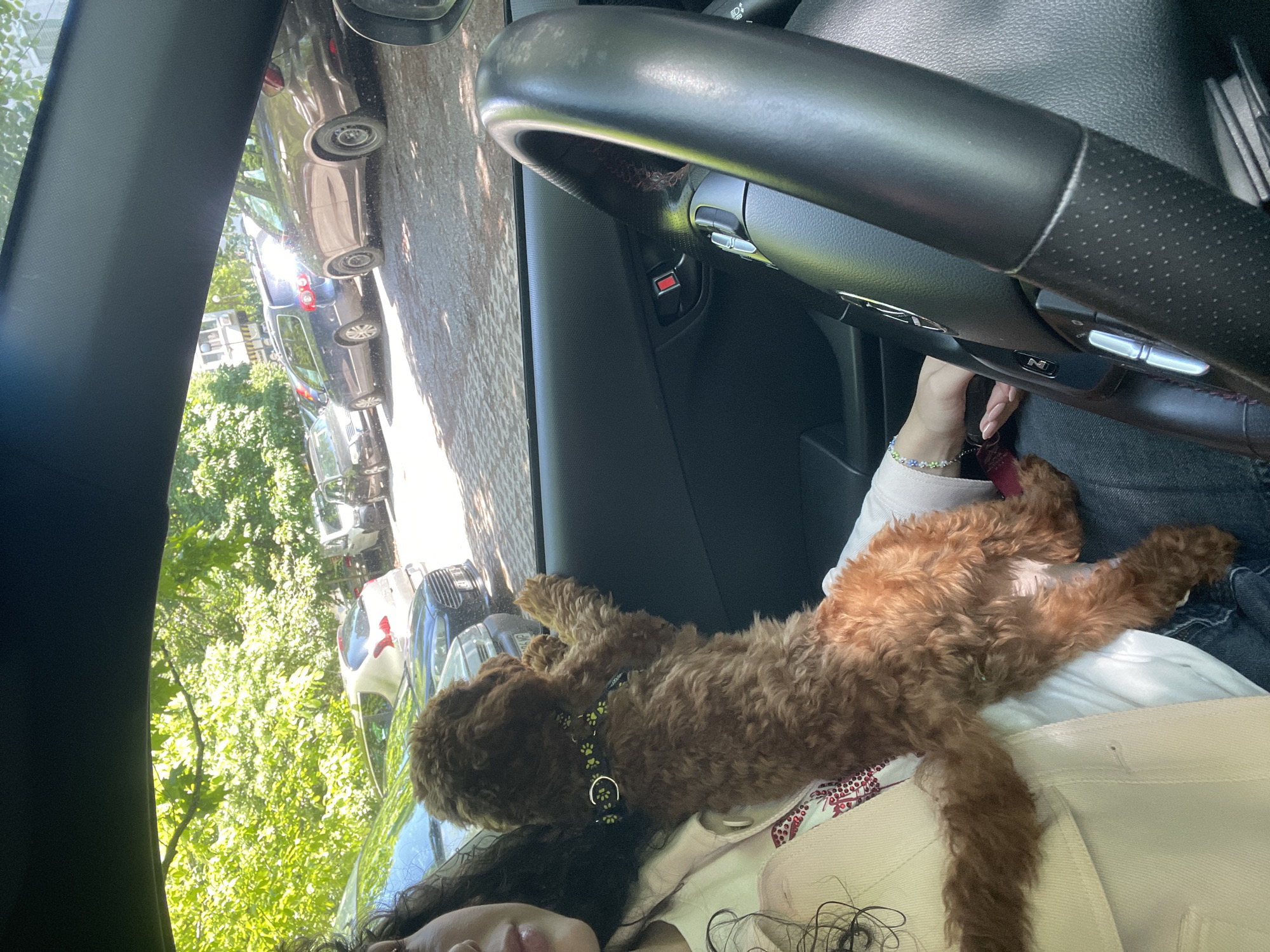The image shows a person seated in the driver's seat of a car. A small, brown, curly-haired dog is lying on the person's lap. The dog is wearing a collar with a paw print design. The car's steering wheel is visible in the upper right of the frame. The background shows a street with parked cars and trees, possibly in Sofia, Bulgaria. The person is wearing a light-colored jacket and dark jeans.