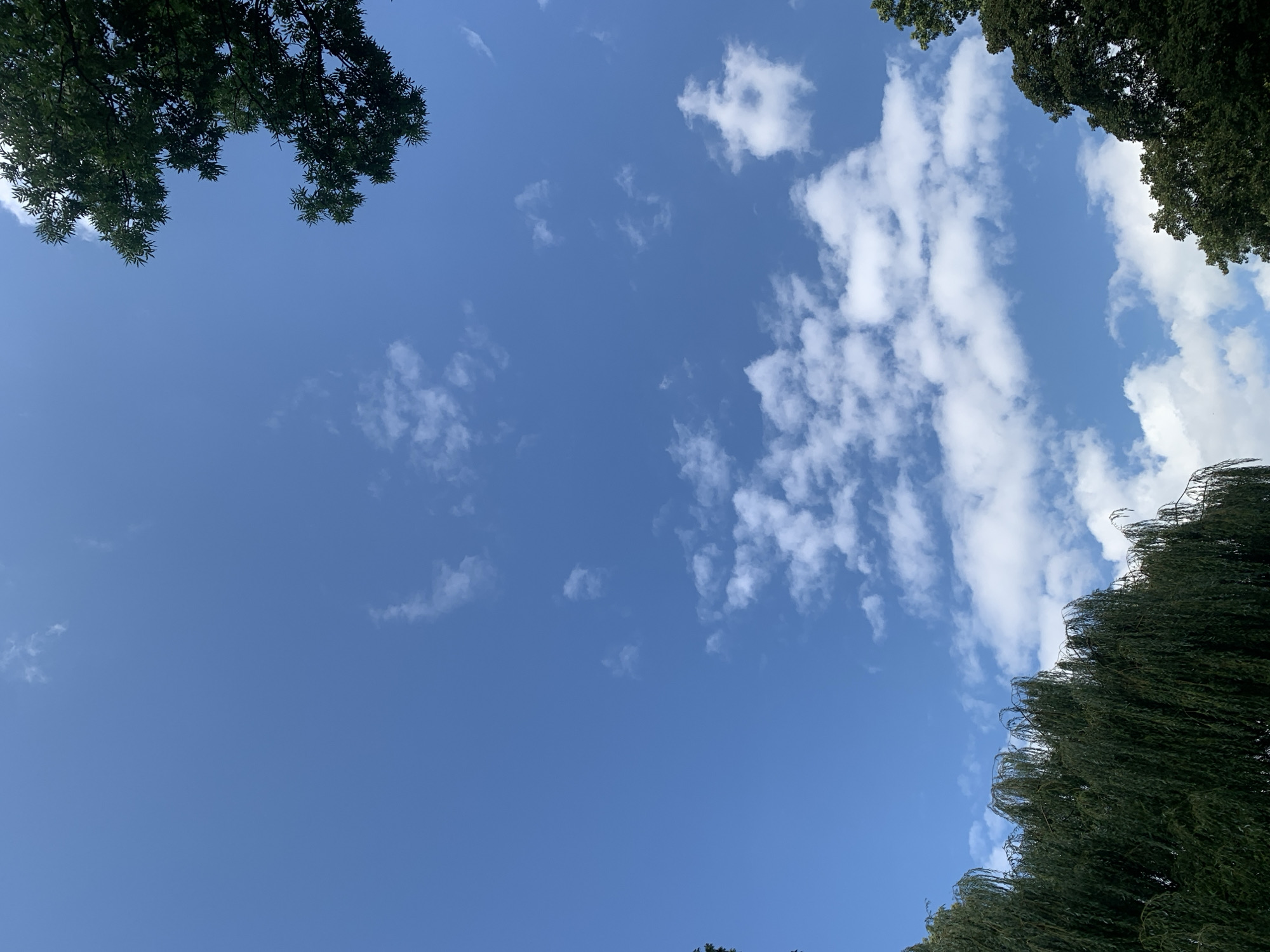 A low-angle shot captures a clear blue sky with scattered white cumulus clouds. The upper right and lower right corners of the frame are partially obscured by the dark green foliage of trees. In the lower left, the weeping branches of a large willow tree extend upwards, also framing the sky. The scene appears to be an outdoor setting, possibly a park or garden, with a focus on the natural elements of the sky and trees. There are no people or specific city landmarks visible to indicate a precise location within Lviv, Ukraine, beyond the general context of an urban green space.