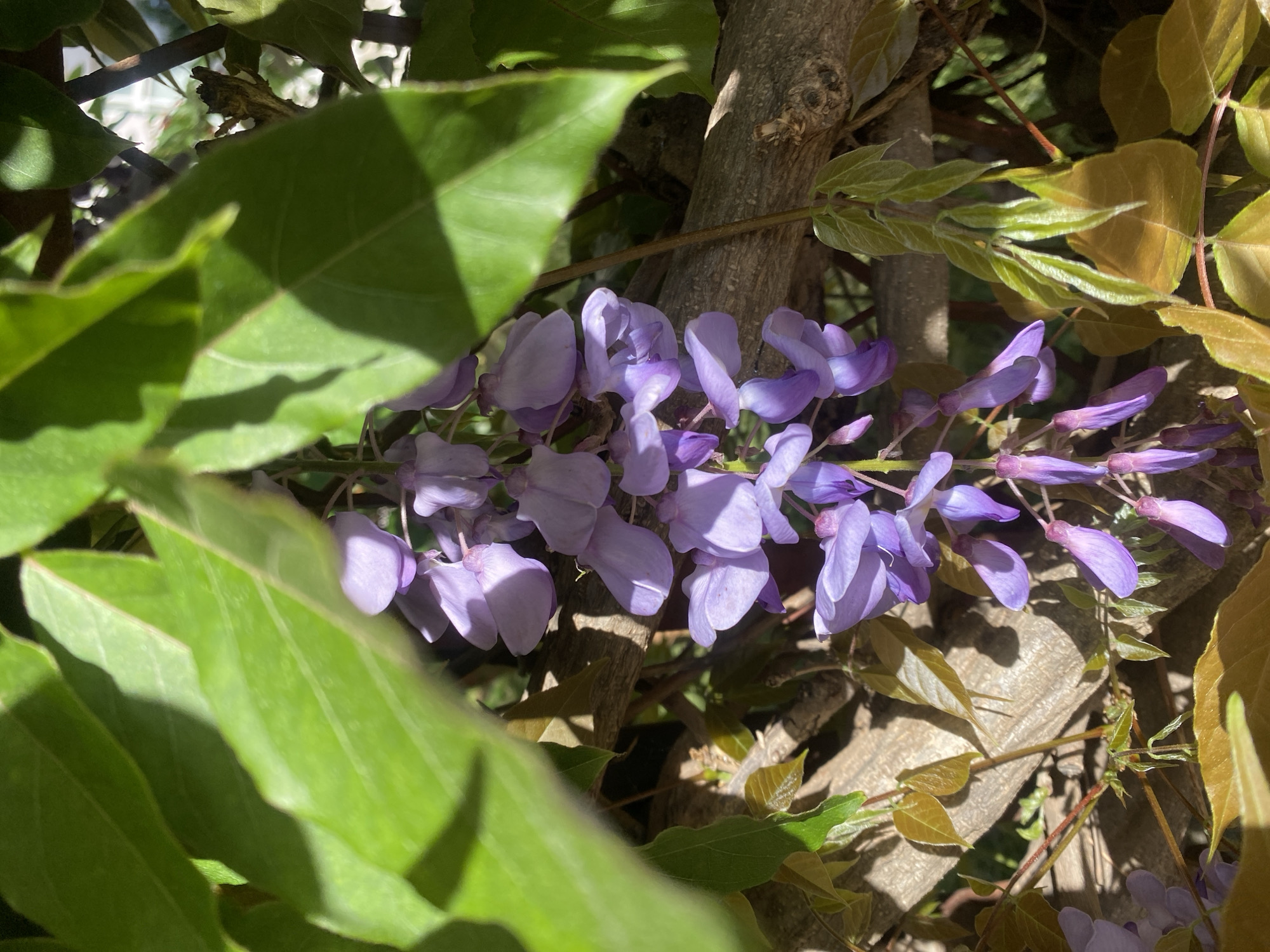 A close-up, horizontal shot captures vibrant purple wisteria flowers cascading amidst a mix of green and reddish-brown foliage, intertwined with woody branches. The cluster of lavender-colored blossoms, characteristic of wisteria, runs horizontally across the mid-right portion of the frame, with individual petals clearly visible.
Various leaves frame the flowers; some are a rich, healthy green, partially shadowed, while others appear as fresh, lighter green sprouts or older, bronze-tinted leaves with visible veins. Thick, gnarled tree trunks or sturdy branches provide a structural backdrop, suggesting the vine is climbing or well-established.
The scene is brightly lit by direct sunlight, casting distinct shadows on the leaves and branches, indicating a clear, sunny day. The overall impression is one of natural beauty and lush growth, focusing on the intricate details of the flowering plant. There is no visible text or identifiable human activity.
