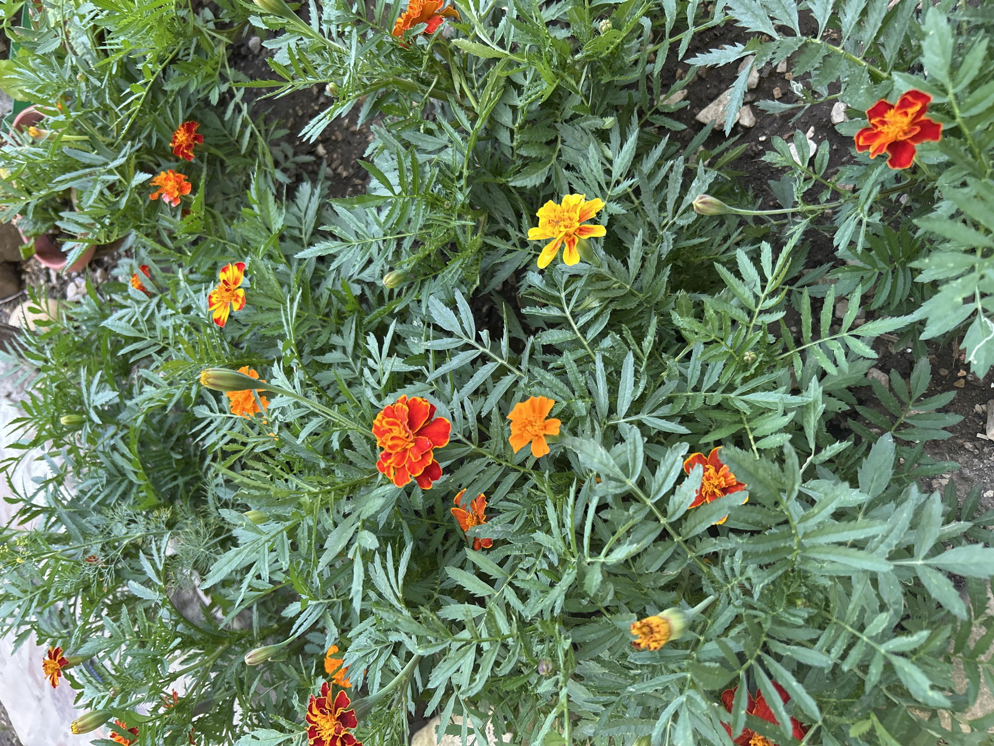 A vibrant patch of marigolds blooms in the city of Gelendzhik, Russia. The image captures a close-up view of the flowering plants, with their rich orange and red petals contrasting against the lush green of their feathery foliage. Several buds are visible, hinting at future blooms. The flowers are planted in dark soil, with small stones and pebbles scattered around. The overall impression is one of natural beauty and a well-tended garden.
