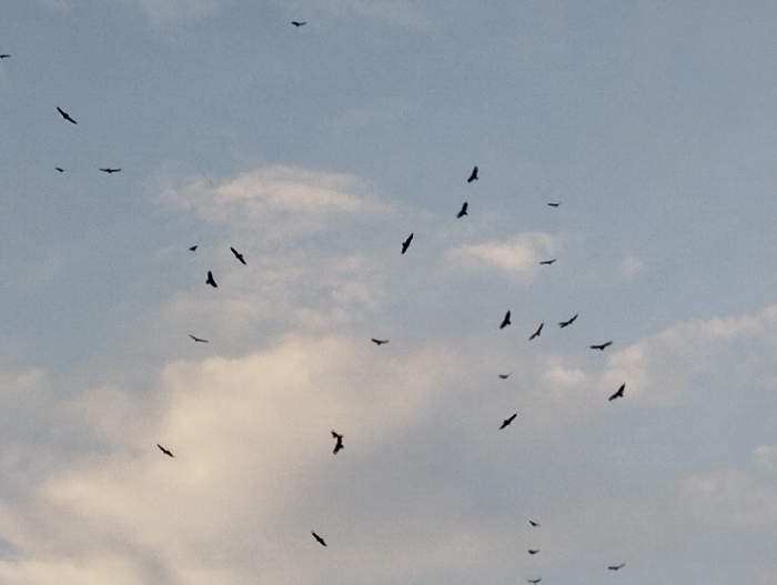 Numerous dark-silhouetted birds, consistent with vultures or large raptors, are captured soaring against a light blue sky featuring scattered white cumulus clouds. Approximately forty individual birds are visible, distributed across the entire frame at various altitudes and with differing wing positions, indicating active flight and gliding within a larger group. No other subjects or objects are present. The environment is an open sky during daylight hours. This scene is located in Guacara, Venezuela.