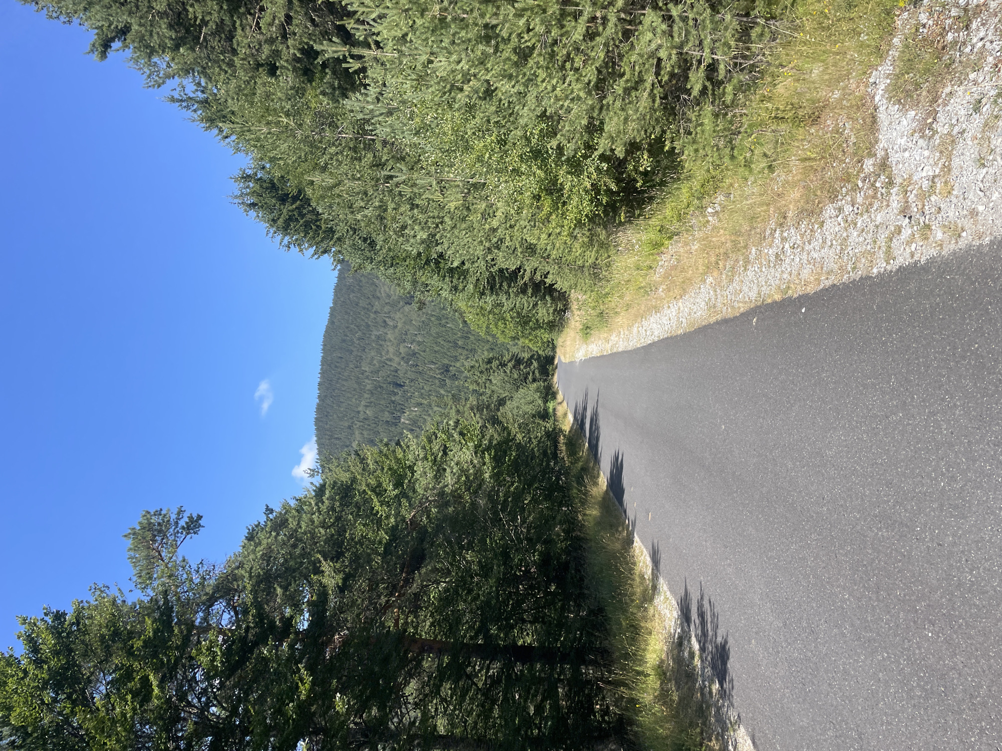 An asphalt road winds through a dense forest with tall green trees lining both sides. The road narrows as it leads towards a distant, tree-covered mountain range under a clear blue sky with a few scattered white clouds. The ground on the sides of the road is covered in gravel and dry grass. The image appears to be taken on a sunny day. The location is the road leading into the village of Bosilkovo, Bulgaria.