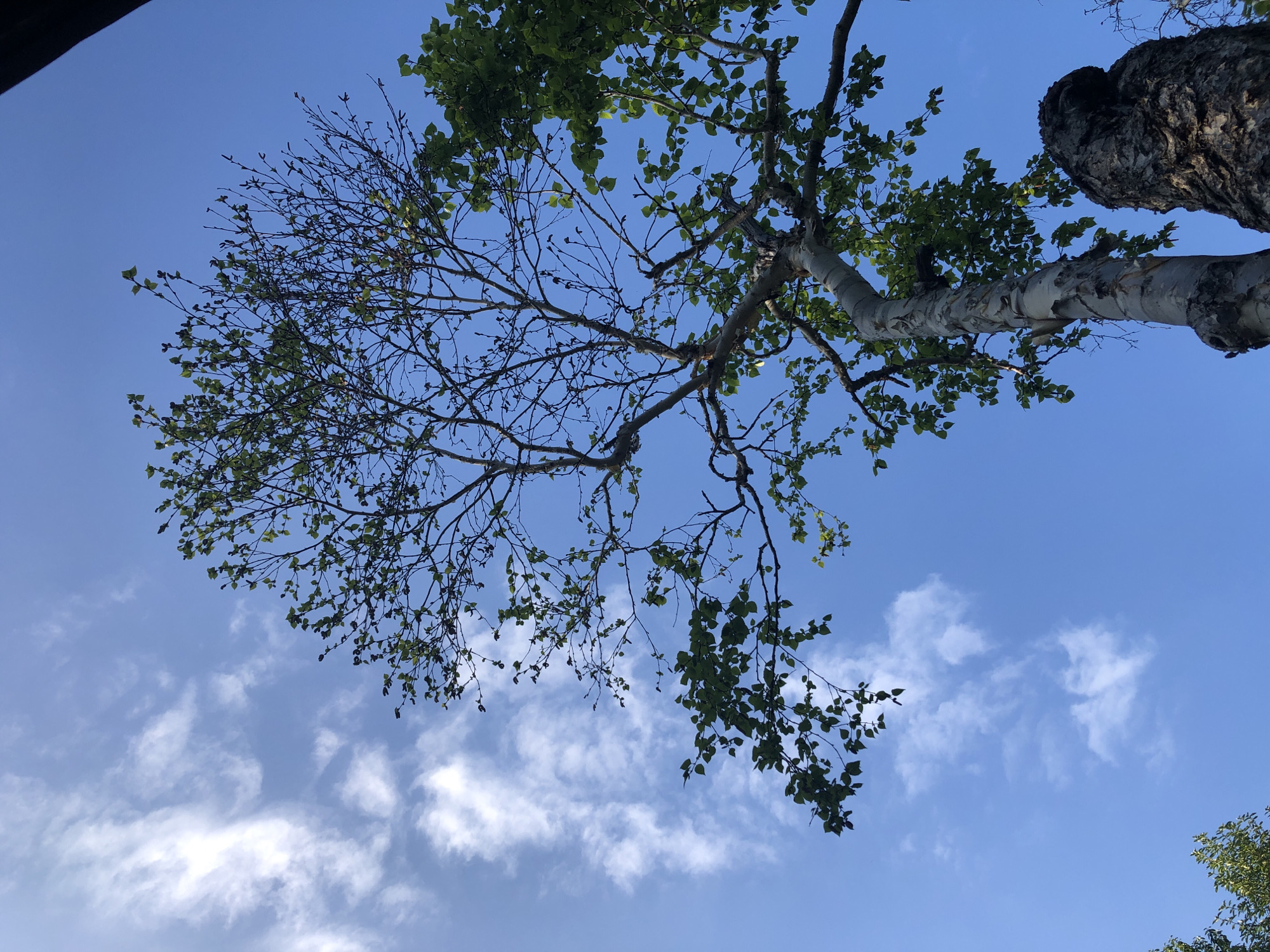 An upward view of two trees against a bright blue sky with scattered white clouds is captured in this image. The tree in the foreground is tall and slender with light-colored bark, exhibiting a sparse canopy of green leaves and bare branches. To the right, a portion of a second, darker tree trunk is visible. The sky is clear and expansive, with wispy clouds creating a sense of depth. The scene suggests an outdoor setting, possibly in a park or natural area within Yelizovo, Russia, during daylight hours. There are no people or any discernible actions taking place.