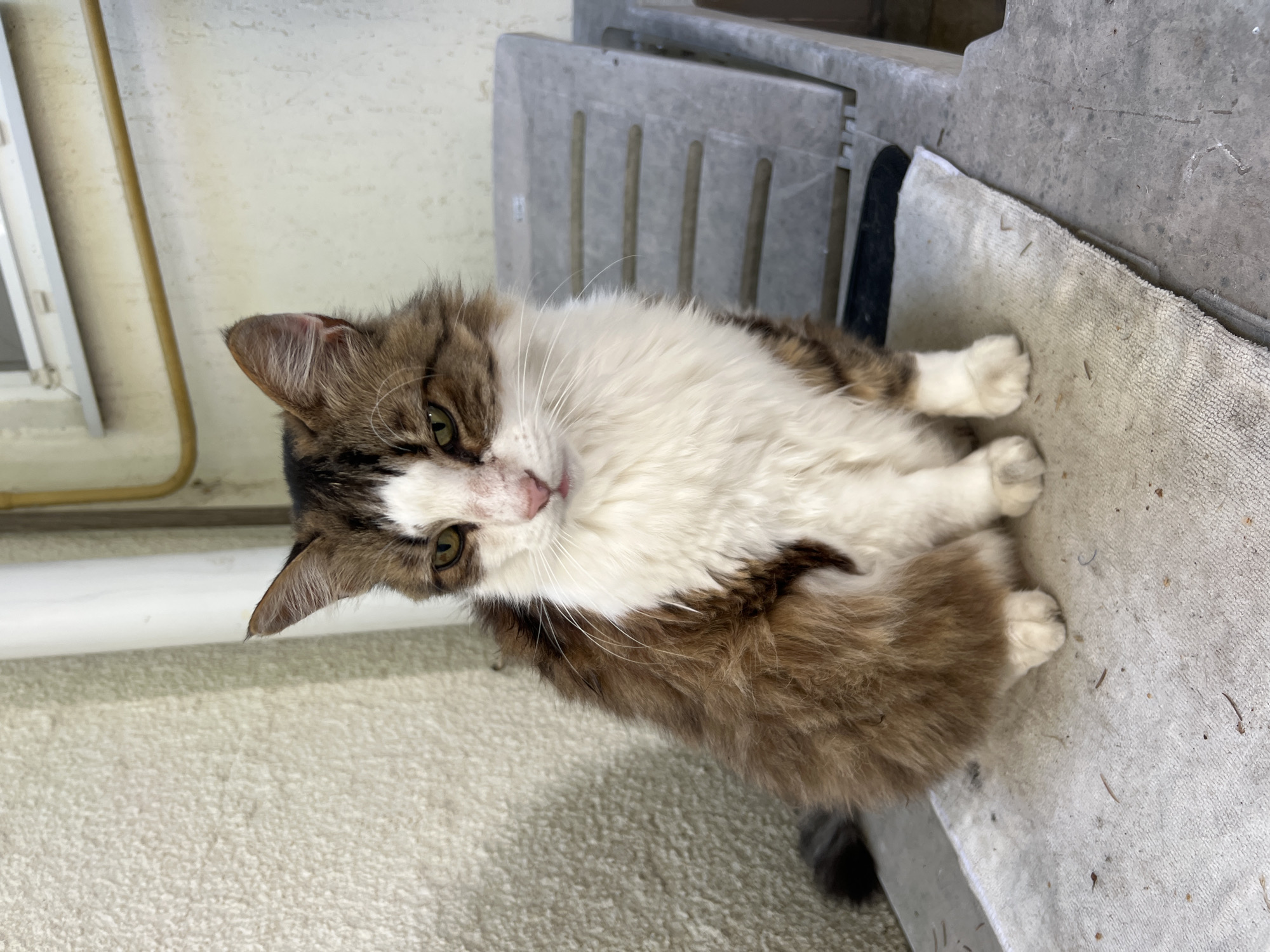 A long-haired tabby and white cat sits on a white towel placed on a grey plastic chair. The cat is facing the camera with its head slightly tilted. Its fur is a mix of brown, white, and black. The cat has green eyes and a pink nose. Behind the cat, a beige textured wall and a white pipe are visible, along with a portion of a window. The scene appears to be outdoors, possibly in a yard or alleyway in Fontanka, Ukraine.