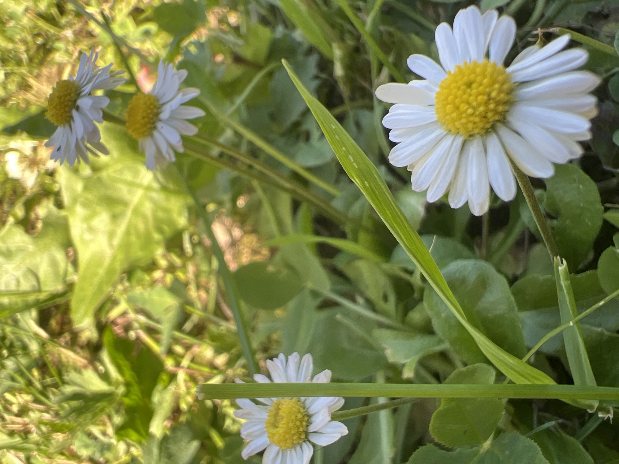 The image displays a close-up view of several white daisies with yellow centers, nestled amongst green grass and other foliage. One daisy is in the foreground, slightly to the left, with its stem prominently visible. Two other daisies are visible in the background, also in focus. The lighting suggests it is daytime, with sunlight filtering through the leaves, creating a dappled effect. The environment appears natural, possibly a meadow or garden. There are no people or animals present in the scene.