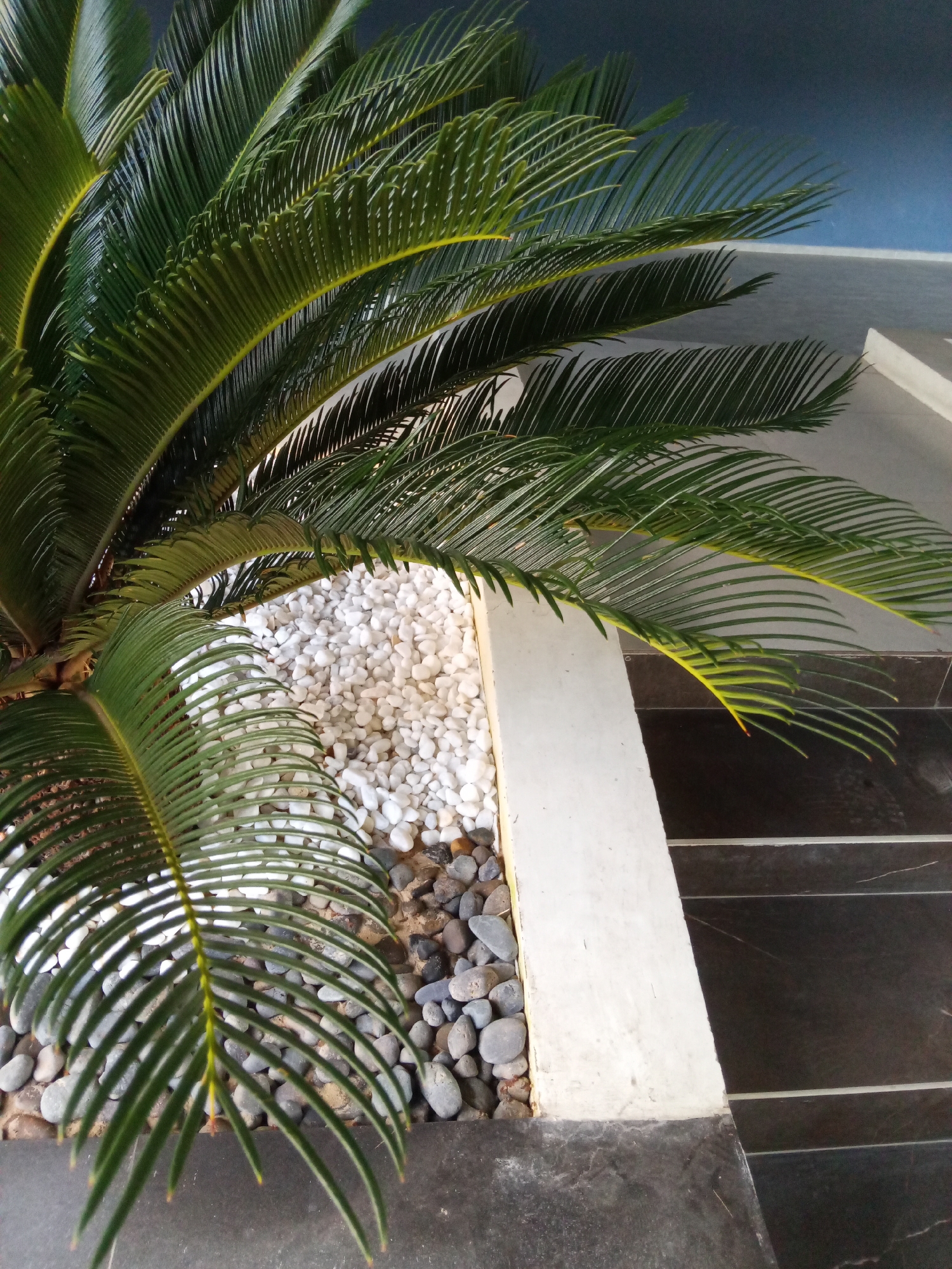 The image depicts a portion of a plant arrangement or garden bed adjacent to what appears to be a tiled or stone staircase. The primary focus is a cycad plant, with its radiating, pinnate leaves prominently displayed. The base of the plant is surrounded by a mix of small white and grey stones. A white concrete border separates the plant area from the dark, horizontally-oriented tiles of the staircase. The upper portion of the image shows a blue or bluish-grey wall. The location, according to the prompt, is in the Bac Natural Heritage Area Trang, Vietnam.