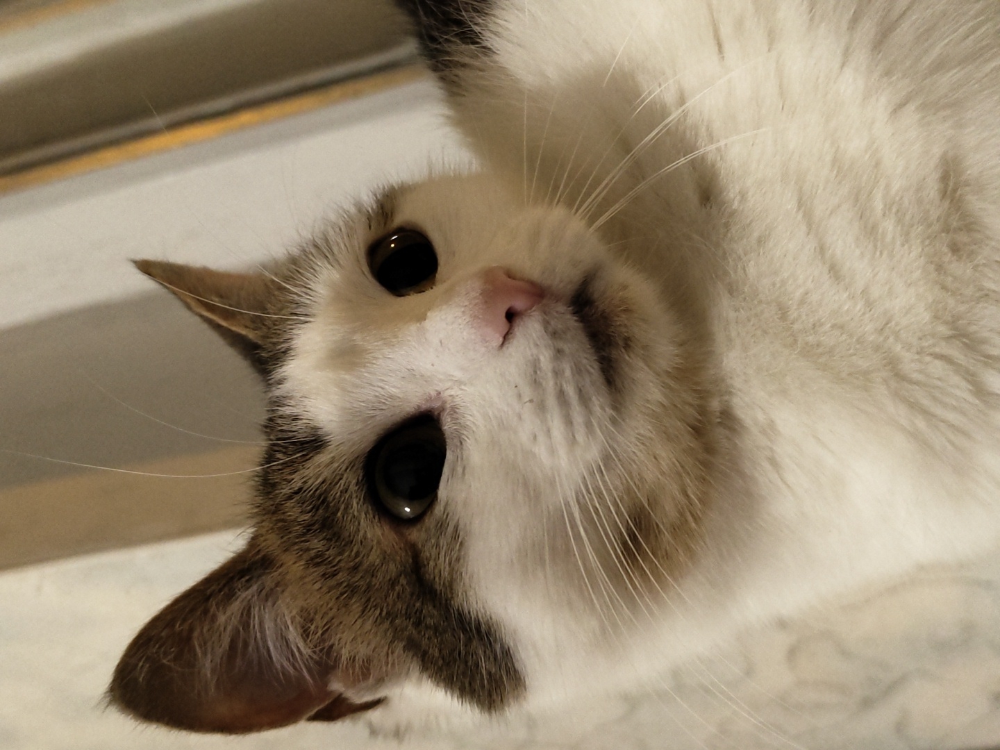 A close-up, low-angle shot captures a white and brown cat's face and chest. The cat's left ear is slightly angled up, and its right ear is tilted back. Its large, dark eyes are looking slightly to the right, and its pink nose is prominent. The cat's mouth is slightly open, revealing a hint of its tongue. The background consists of blurred vertical lines, suggesting a curtain or blinds. The lighting is soft and diffused. The cat is situated in an indoor environment.