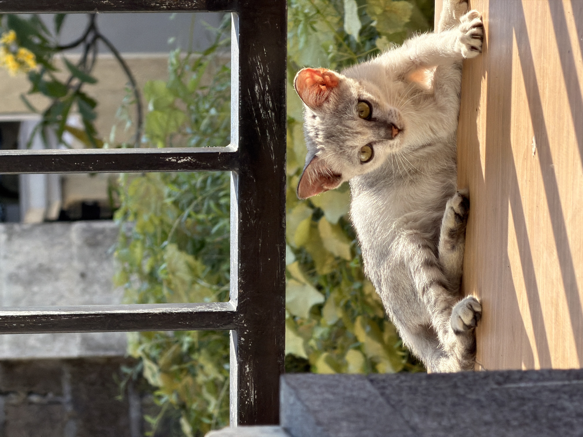 A kitten with grey and white striped fur is perched precariously on the edge of a wooden structure, clinging to it with its paws. The kitten's body is angled downward, and it's gazing toward the camera with its green eyes. A black metal window frame is visible on the left side of the frame, with lush green foliage and a building in the background. The location is North Kuta, Indonesia.