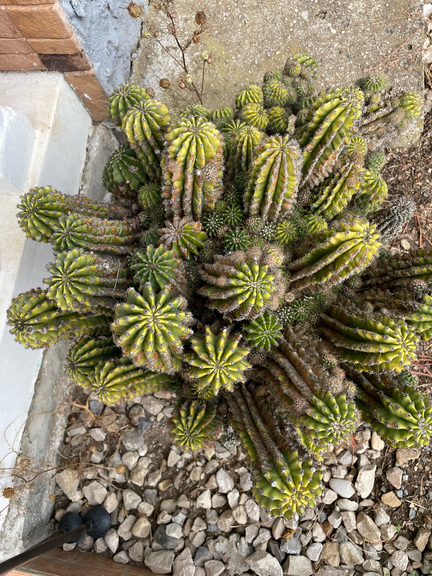 This is a high-angle, eye-level shot of a large, mature cereus cactus plant in a garden setting. The cactus is dense and bushy, with many thick, segmented arms branching out from a central mass. The arms are ribbed and covered in short, sharp spines. The color of the cactus ranges from a vibrant green to a yellowish-green, with some parts appearing to be slightly dried or weathered. The base of the cactus is surrounded by a mixture of small, gray and white gravel. In the background, to the left, a section of a white painted structure and a brick border is visible. To the right and behind the cactus, dry, brown plant debris and concrete are visible. The overall scene suggests an outdoor, possibly urban, environment. There are no people or animals present in the image. The lighting is bright, indicating daylight. The location of this scene is within the city of Aatsy, Abkhazia.