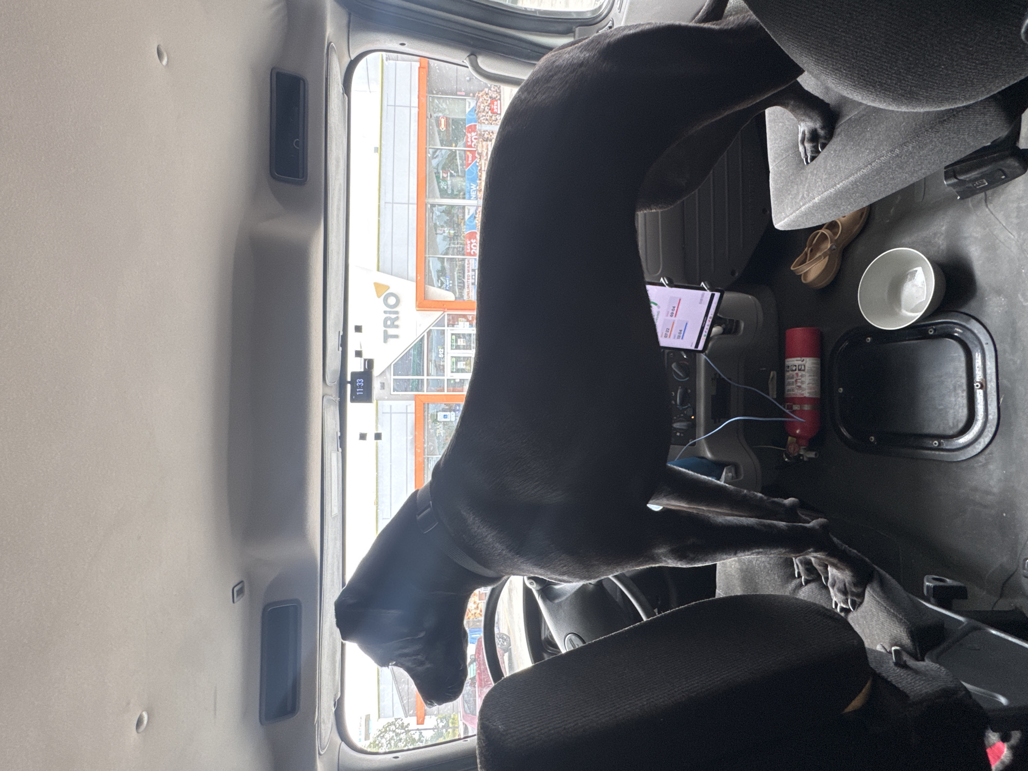 A black dog stands with its front paws on the steering wheel of a truck cab. The dog is facing left, looking out the windshield. Through the windshield, a building with the "TRIO" logo is visible, along with an orange awning and various signs. The interior of the truck cab shows two fabric seats, a steering wheel, a digital display, a fire extinguisher, a white bowl, and a pair of tan shoes. The scene is illuminated by daylight entering through the windshield and windows. The location is the city of Wauconda, United States of America.