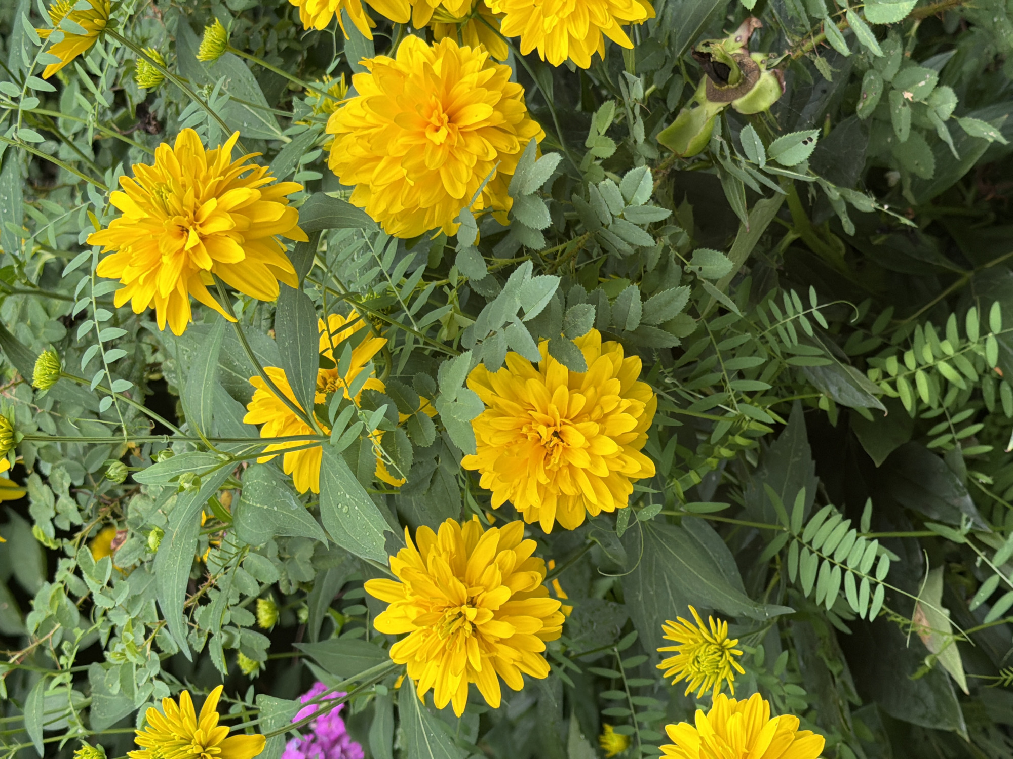 The image shows a close-up view of a cluster of yellow flowers, likely Rudbeckia, also known as Black-Eyed Susans or Coneflowers, in an outdoor setting. The flowers are in various stages of bloom, with some appearing fully open and others as buds. They are surrounded by lush green foliage, some of which appears to be wet, suggesting recent rain. There are also hints of other plants with pink and feathery green leaves interspersed. The overall impression is one of a natural garden or wild area. The image was taken in the city of Zarechny, Russia. There are no people or animals visible in the image.